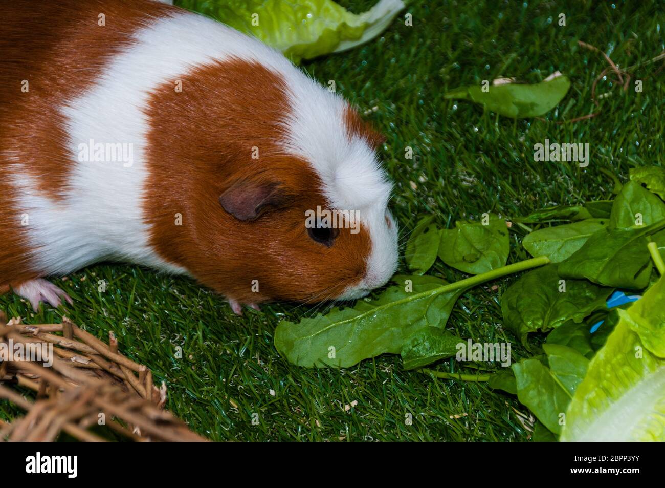 Süße Meerschweinchen essen Stockfoto