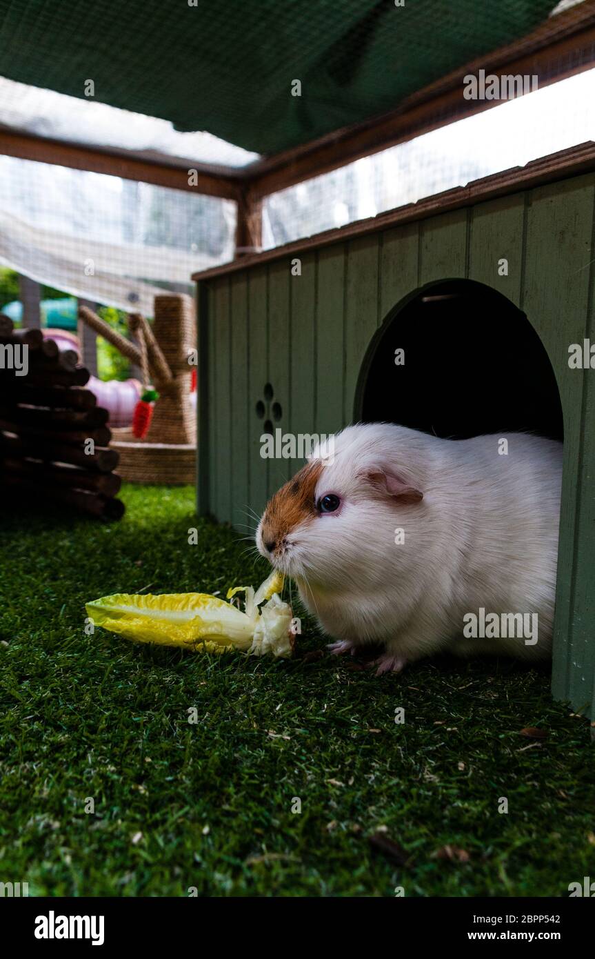 Süße Meerschweinchen essen Stockfoto
