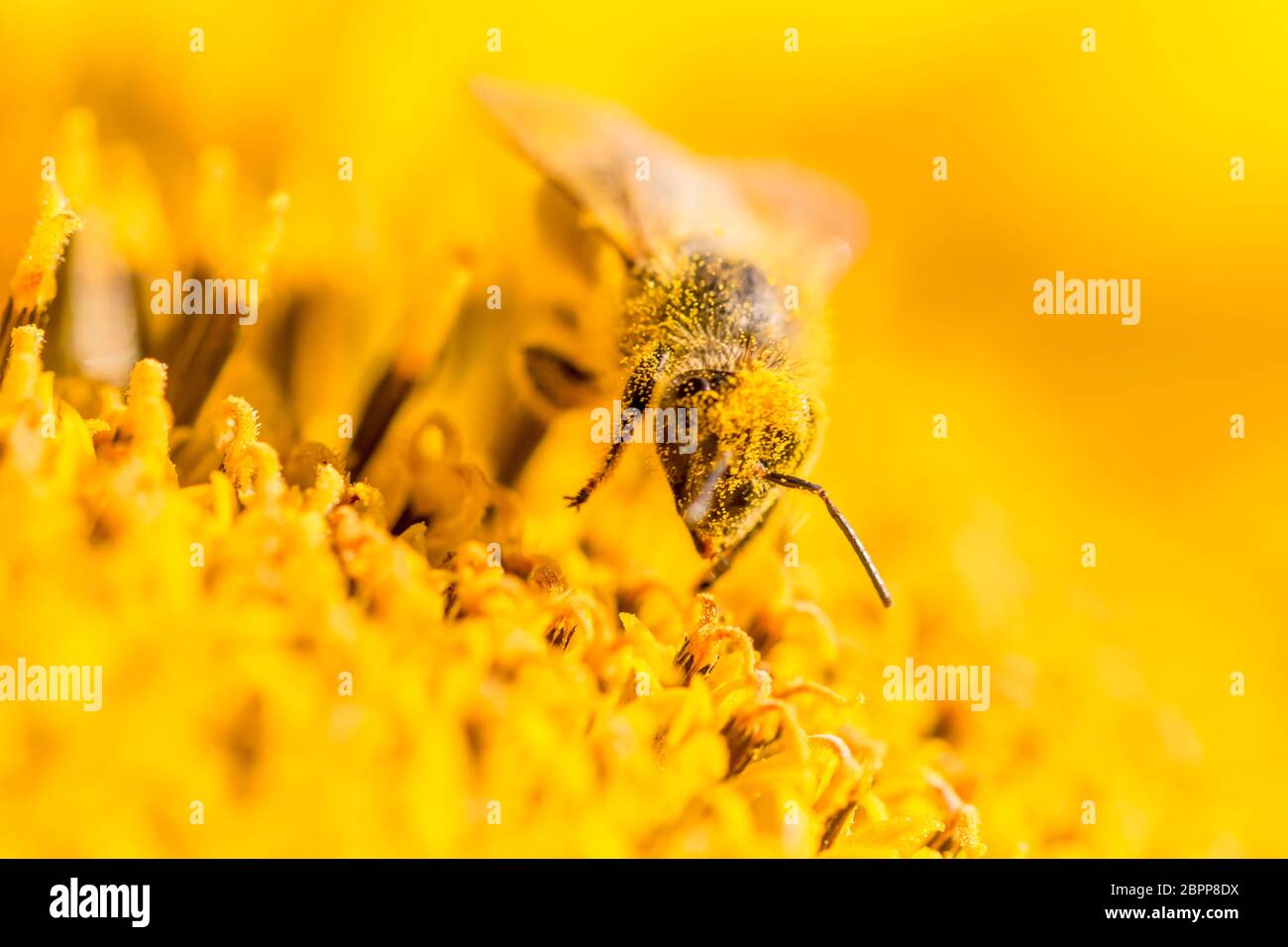 Tier sitzt sammeln in sonnigen Sommer Sonnenblume. Wichtig für die Umwelt Ökologie Nachhaltigkeit. Bewusstsein für den Klimawandel. Stockfoto