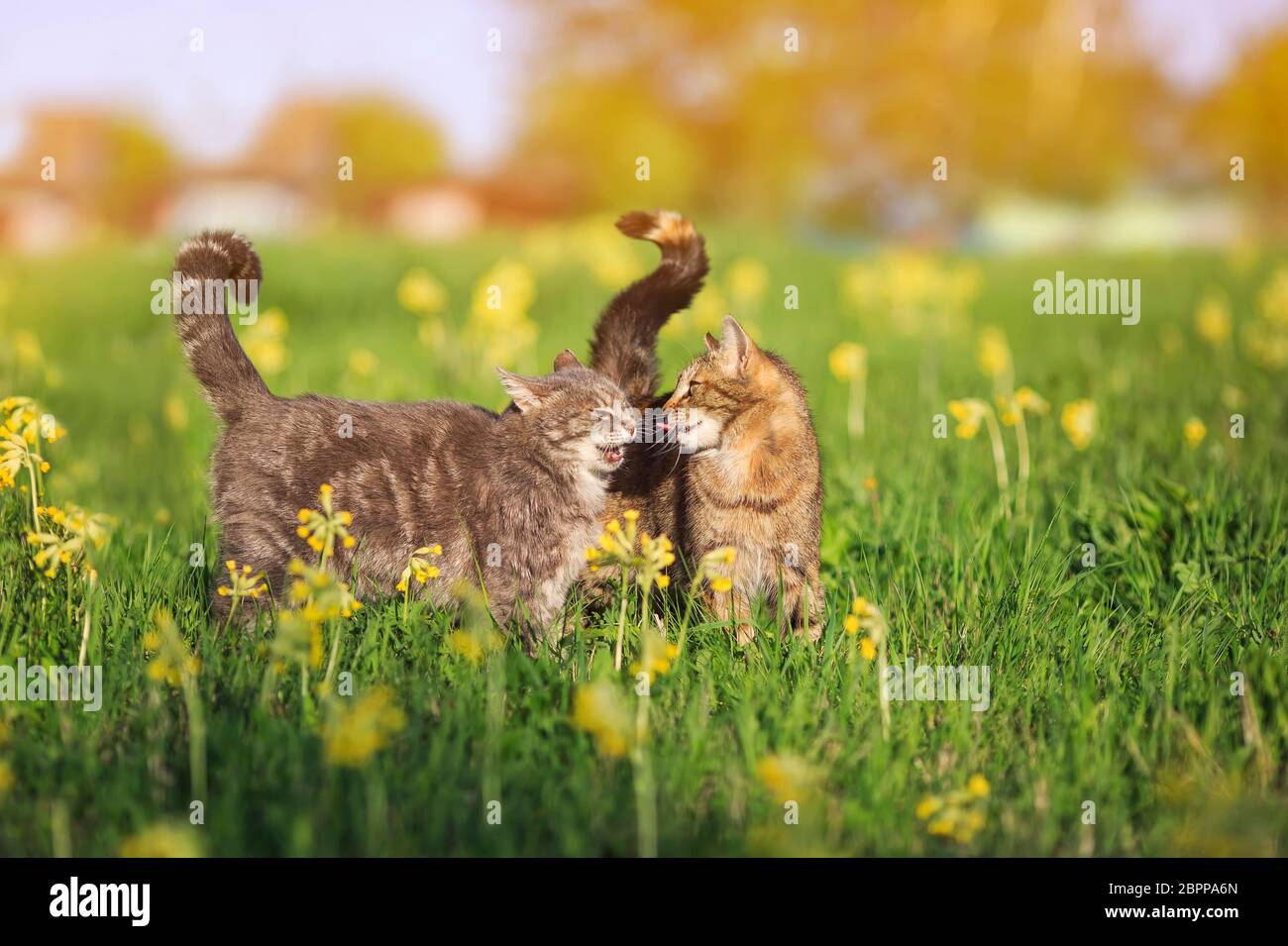 Zwei gestromte Katzen gehen in einer Sommerwiese und spielen und beißen sich gegenseitig Stockfoto