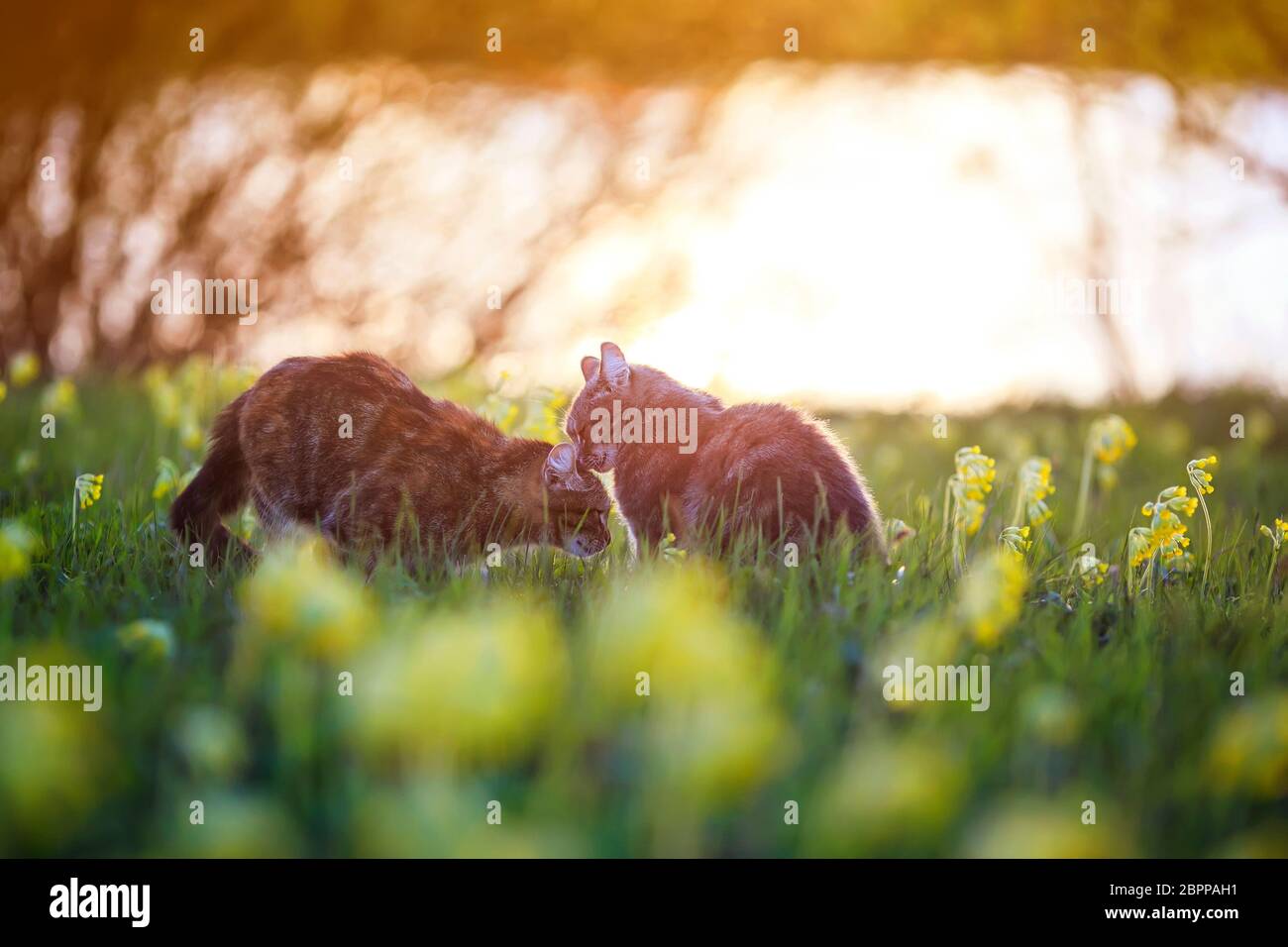Zwei niedliche Liebhaberkatzen gehen auf einer sommerlich blühenden Wiese im Licht des warmen Sonnenlichts und streicheln sich gegenseitig Stockfoto