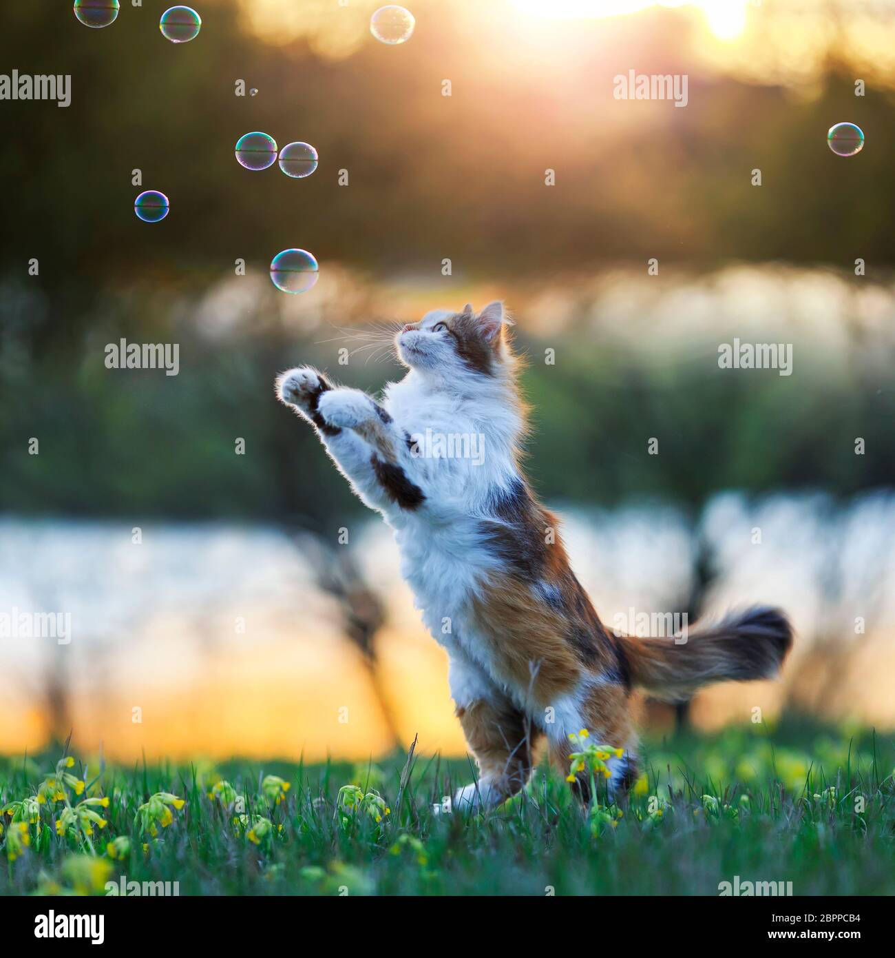 Schöne flauschige Katze springt und fängt Seifenblasen mit ihren Pfoten