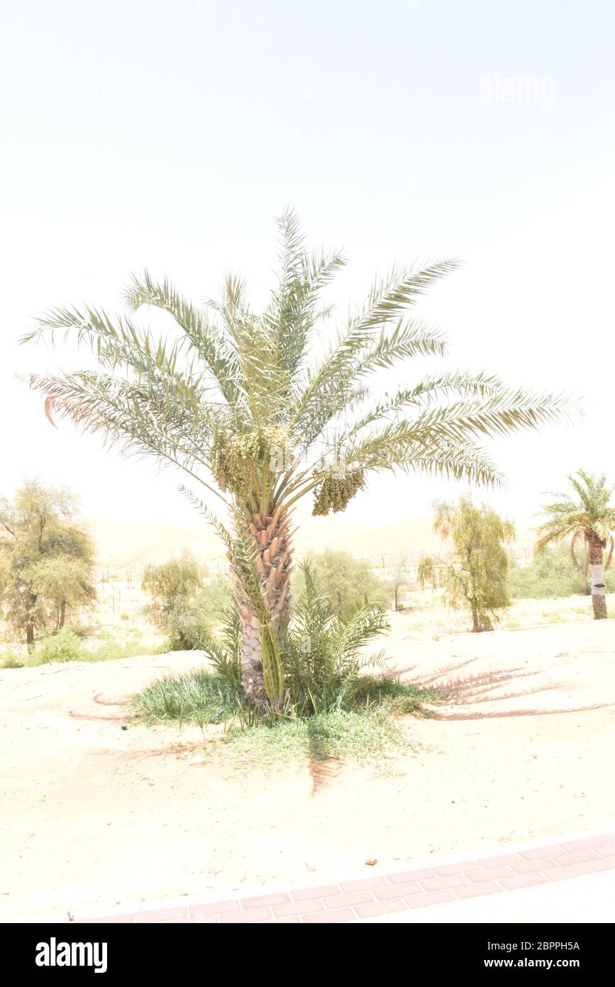 Dattelpalmen haben einen wichtigen Platz in der fortgeschrittenen Wüstenlandwirtschaft im Nahen Osten Stockfoto