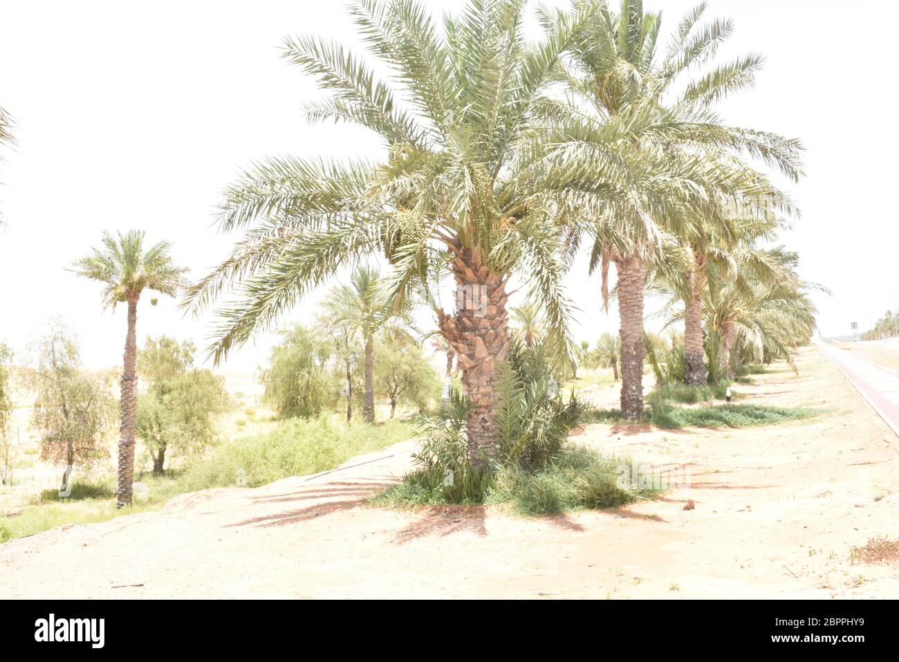 Dattelpalmen haben einen wichtigen Platz in der fortgeschrittenen Wüstenlandwirtschaft im Nahen Osten Stockfoto