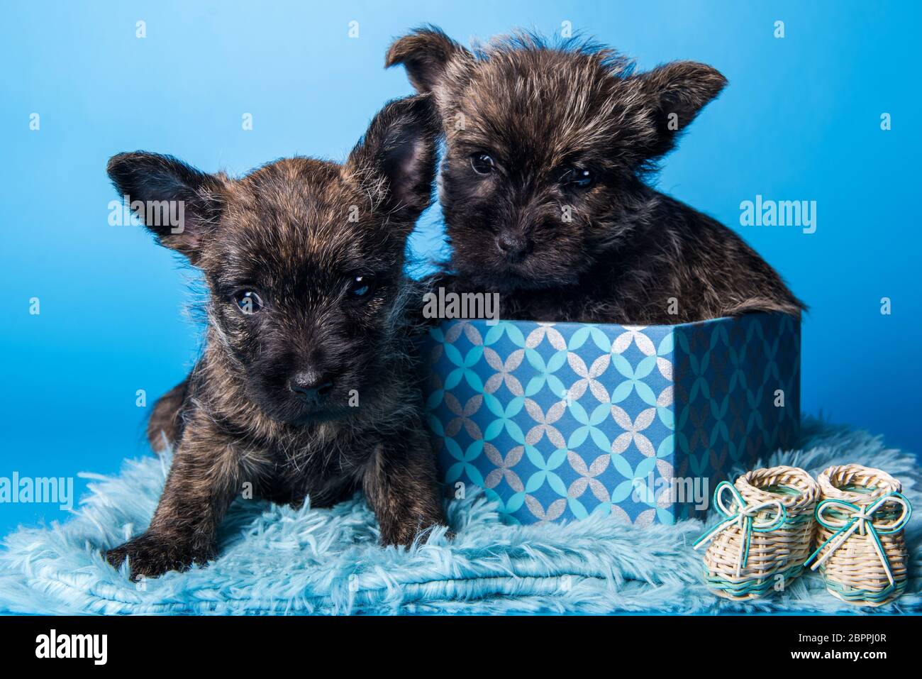 Zwei Hunde der Cairn Terrier Welpen küssen sich Stockfotografie - Alamy