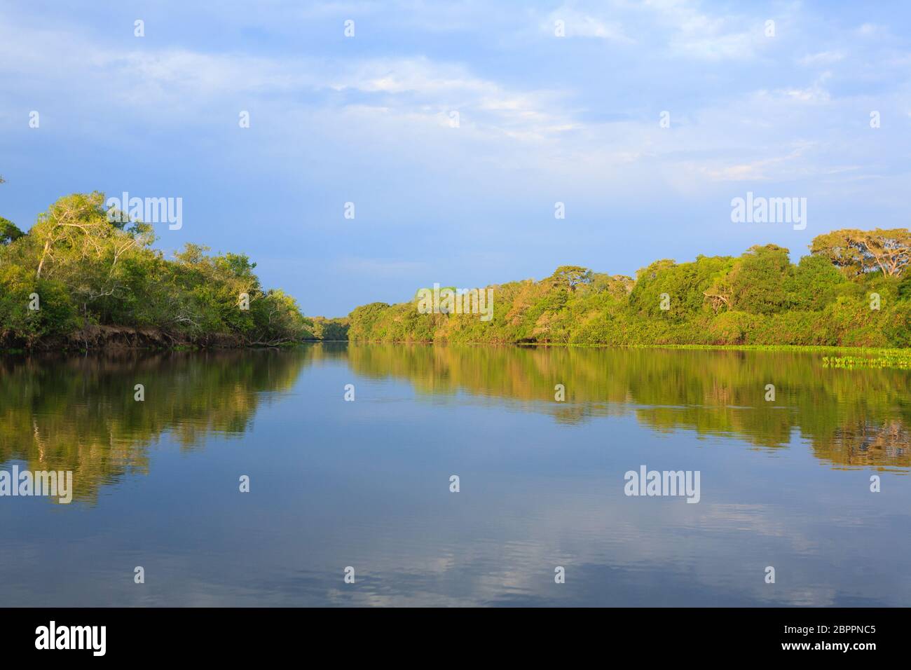 Panorama vom Pantanal, brasilianische Feuchtgebiet Region. Schiffbaren Lagune. Südamerika-Wahrzeichen Stockfoto