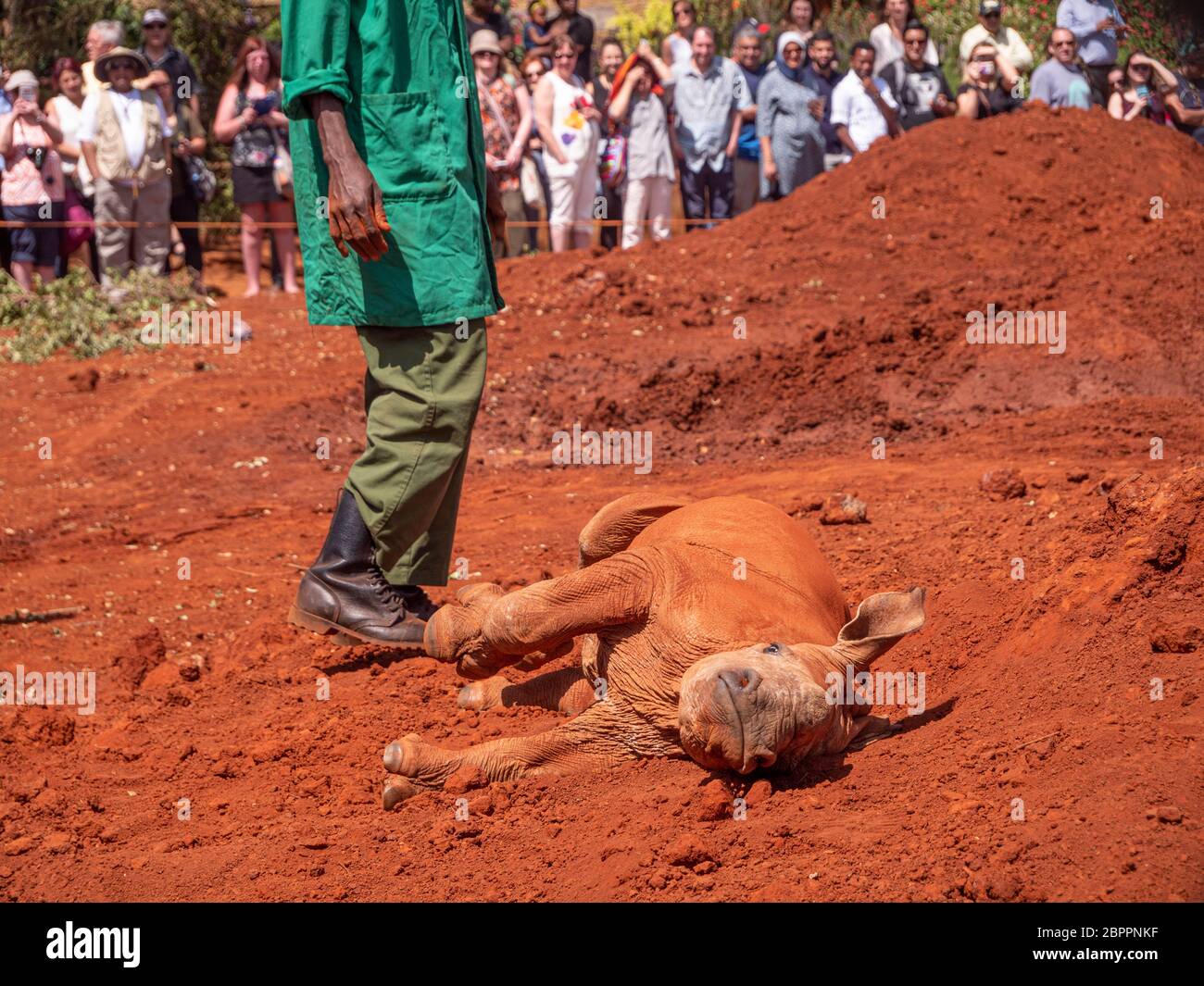 Waisenkinder-Baby-Nashorn, das gerettet wurde, um rehabilitiert zu werden, um in die Wildnis des Sheldrick Wildlife Trust zurückzukehren Stockfoto