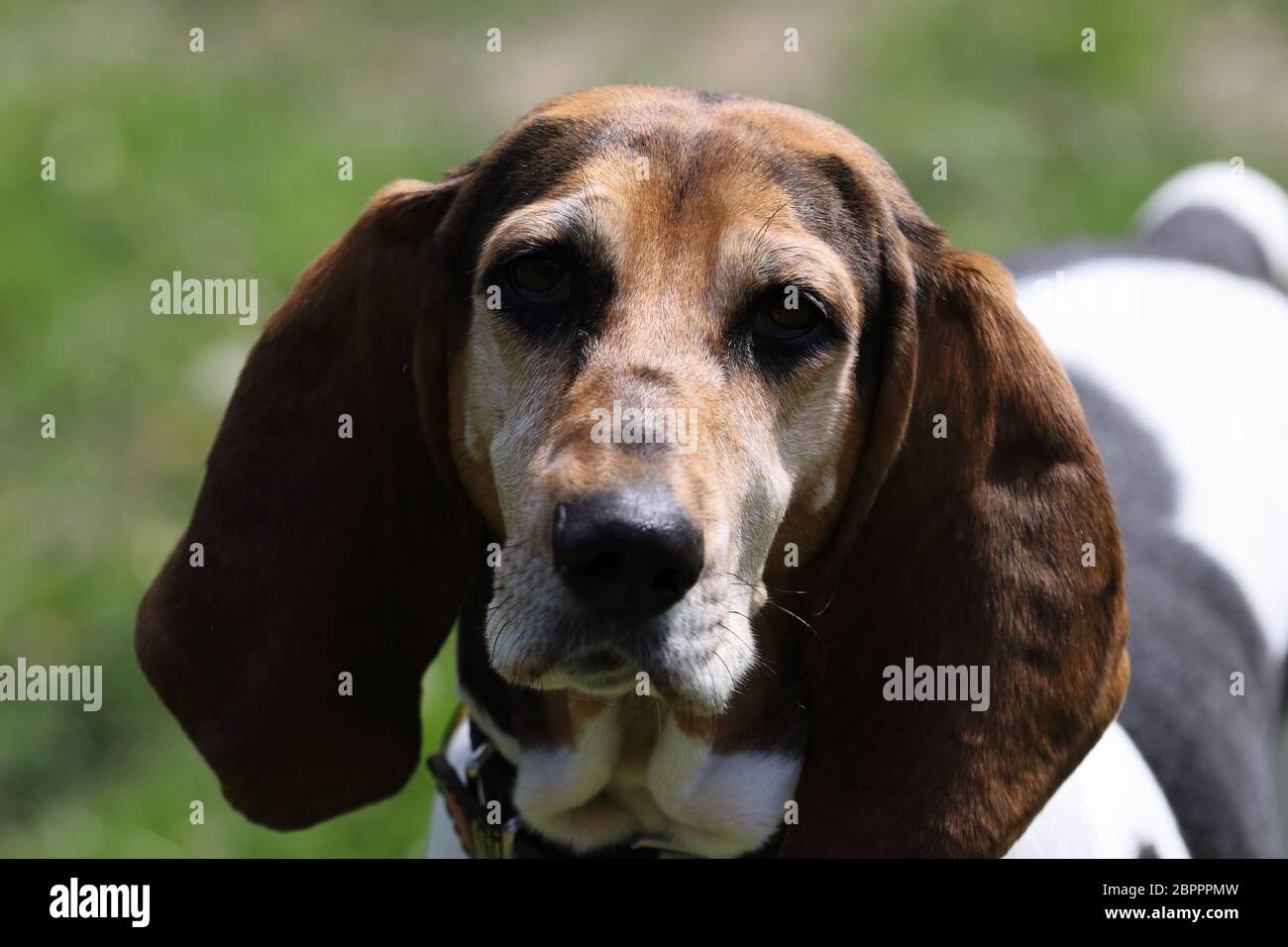 Schöner reinrassigen Beagle, englischer Foxhound, Portrait Stockfoto