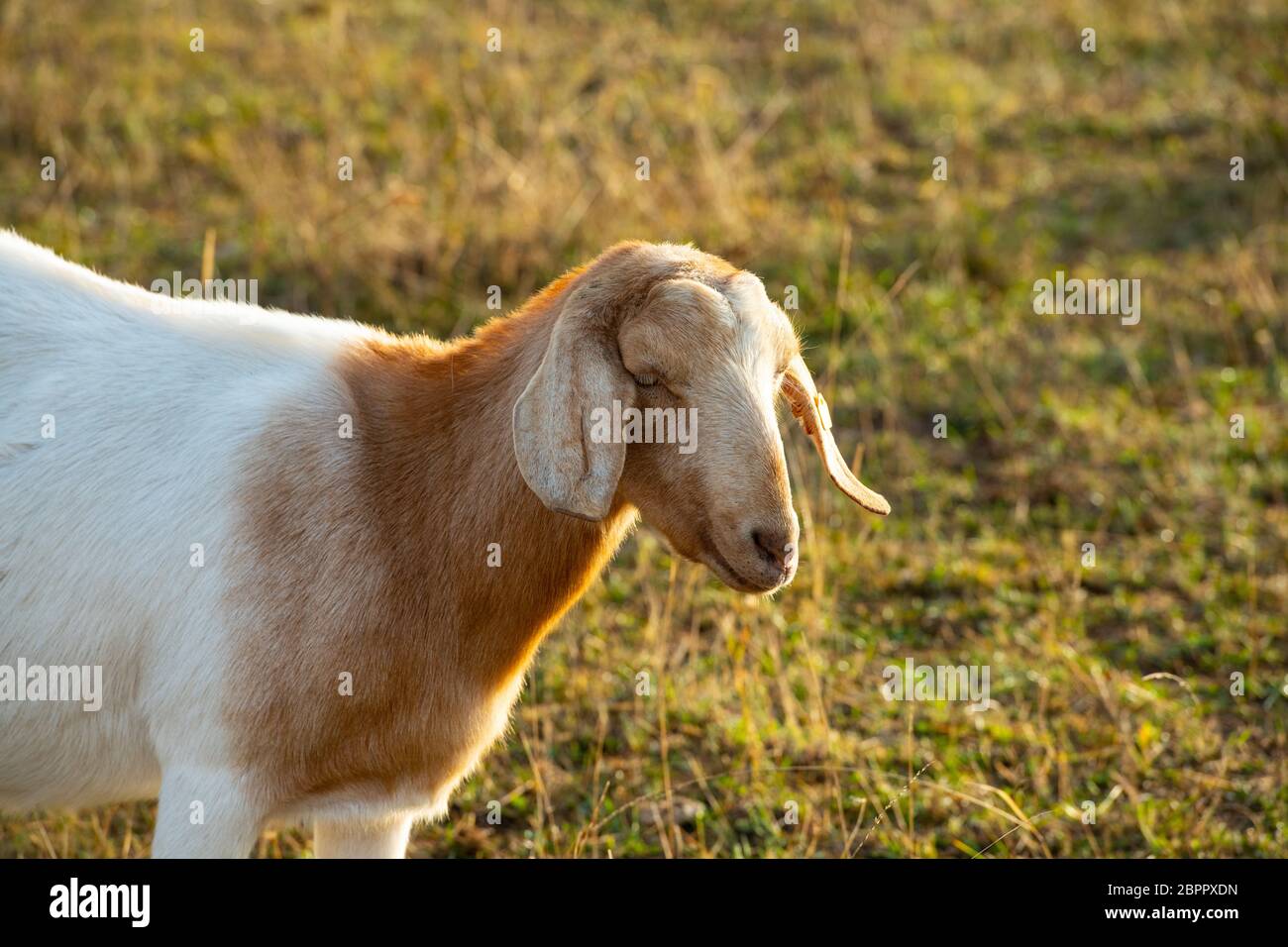 Porträt der Ziege auf der Wiese im Hintergrund Stockfoto