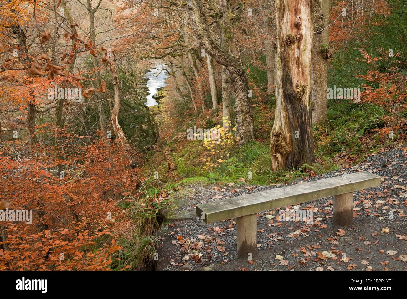 Ein Blick auf die Strid im River Wharfe durch Strid Woods von Boyle Seat, in den Yorkshire Dales, Großbritannien Stockfoto