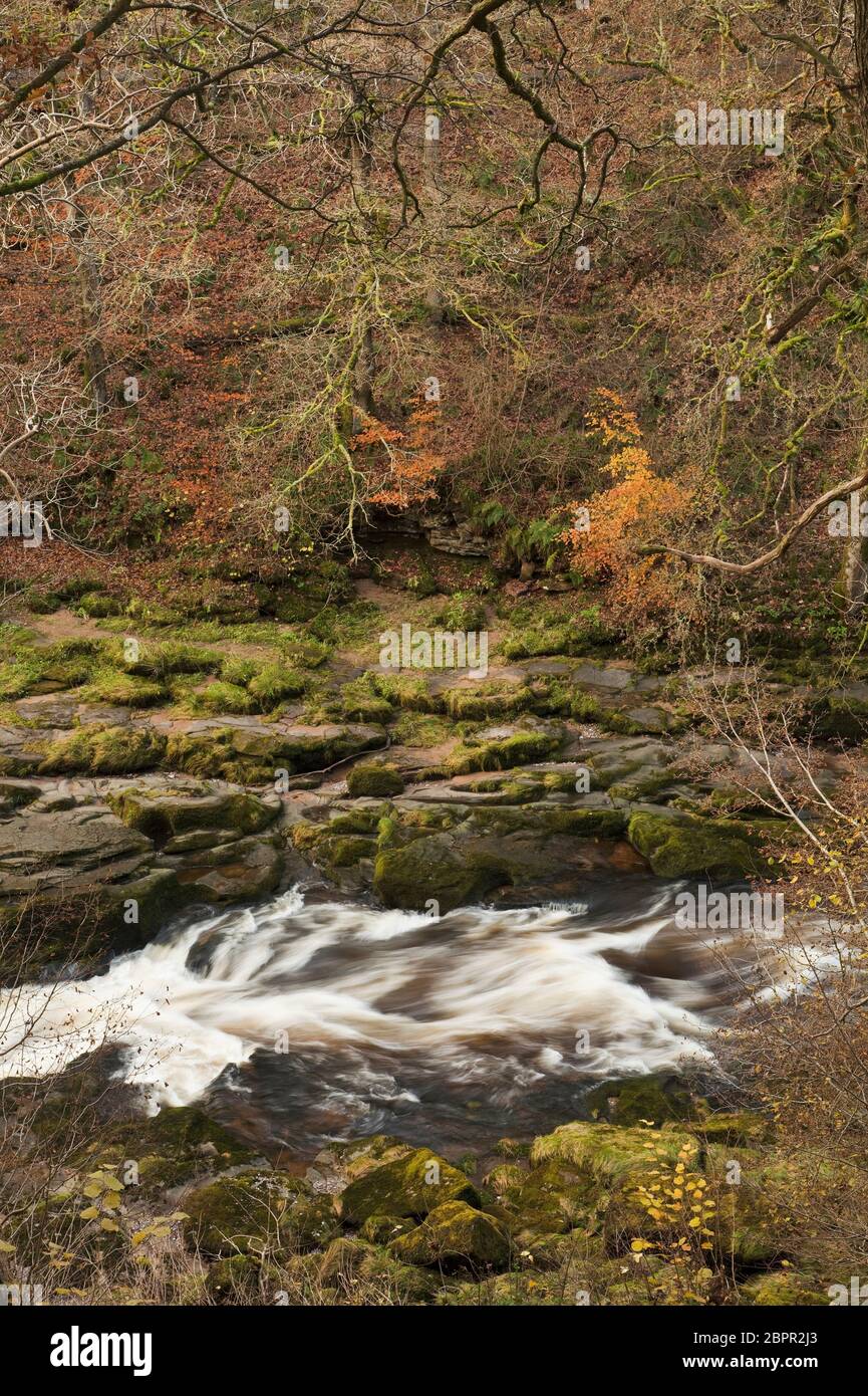 Ein Blick auf den Strid von oben in Strid Woods, Wharfedale, Yorkshire Dales, UK Stockfoto