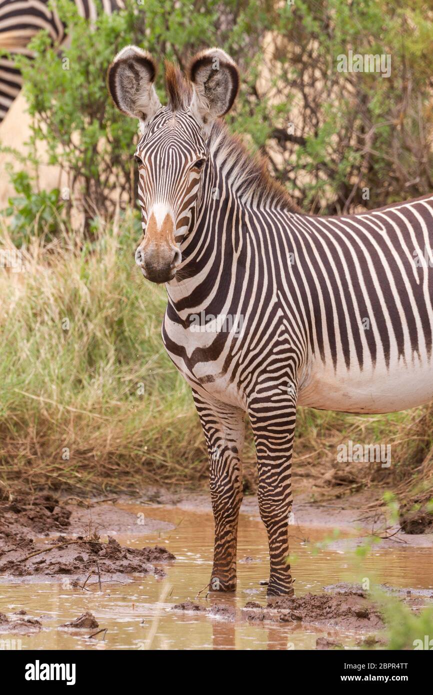 Ein Erwachsener Grevy Zebra, der im Samburu Reserve Kenia aufsehend aufschaut Stockfoto