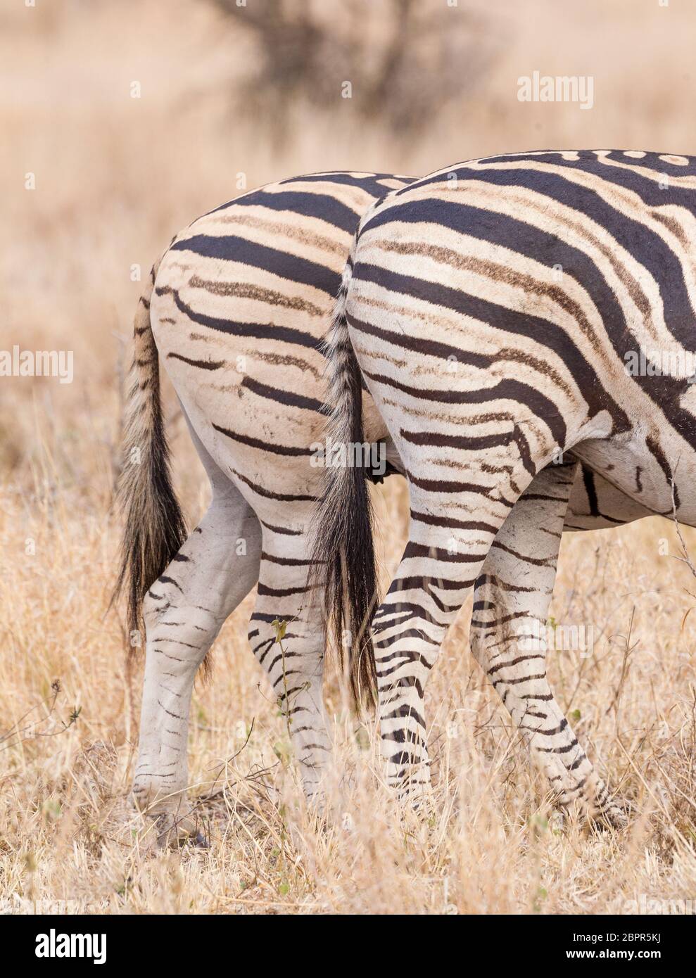 Nahaufnahme des Streifenmusters auf dem Burchell's Zebra, das deutlich den Schattenstreifen Kruger Park Südafrika zeigt Stockfoto