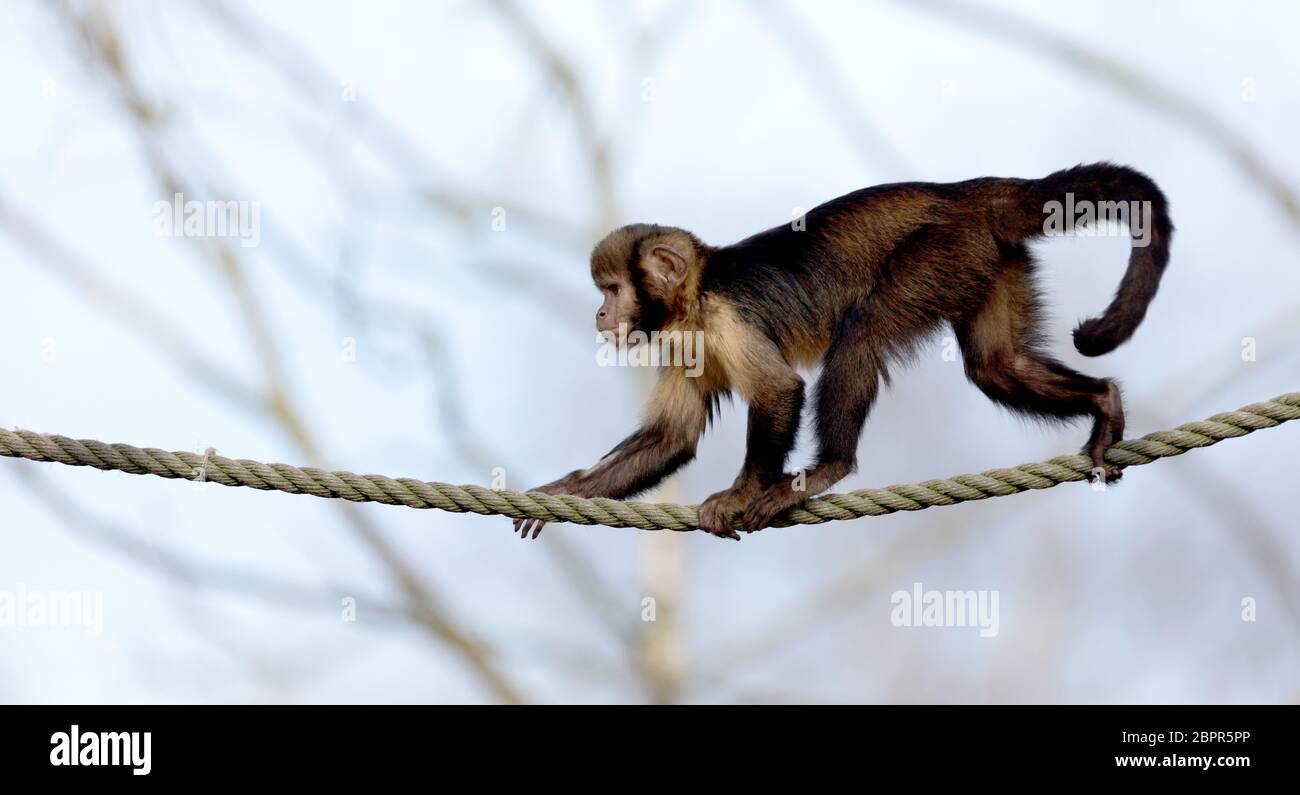 Golden-bellied Kapuziner Klettern ein dickes Seil, selektiver Fokus Stockfoto