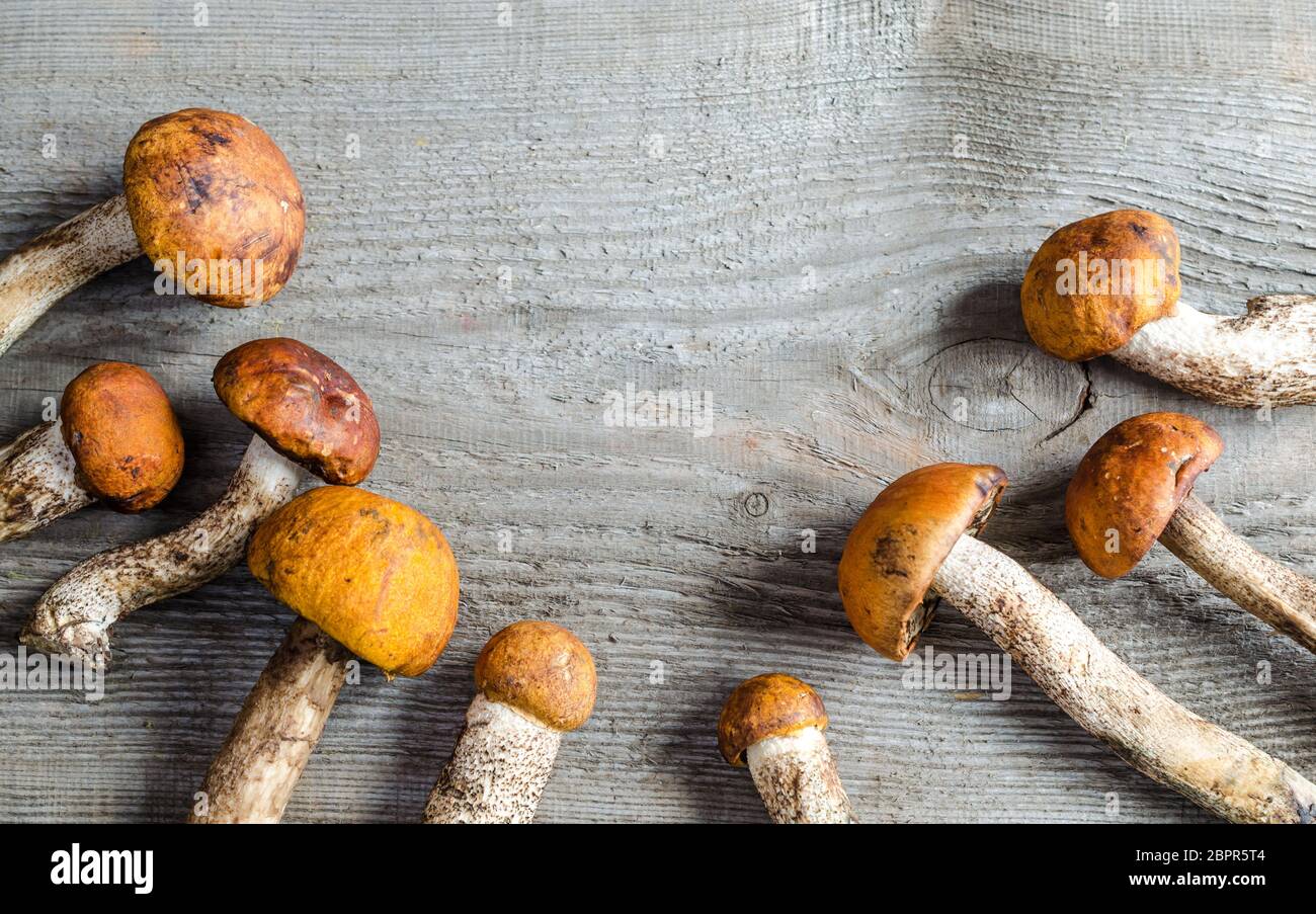 Orange-cap Steinpilzen Stockfoto