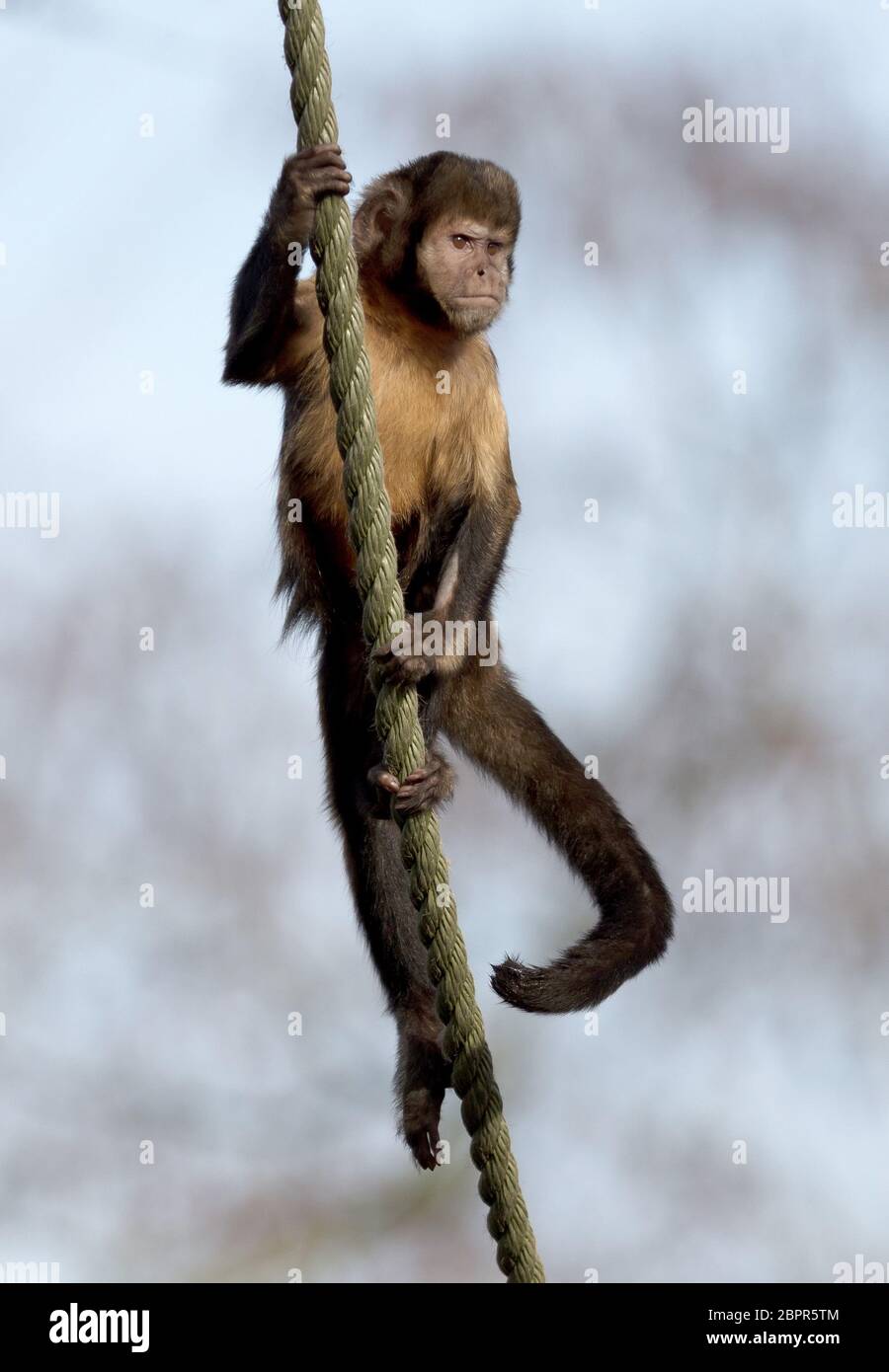 Golden-bellied Kapuziner Klettern ein dickes Seil, selektiver Fokus Stockfoto