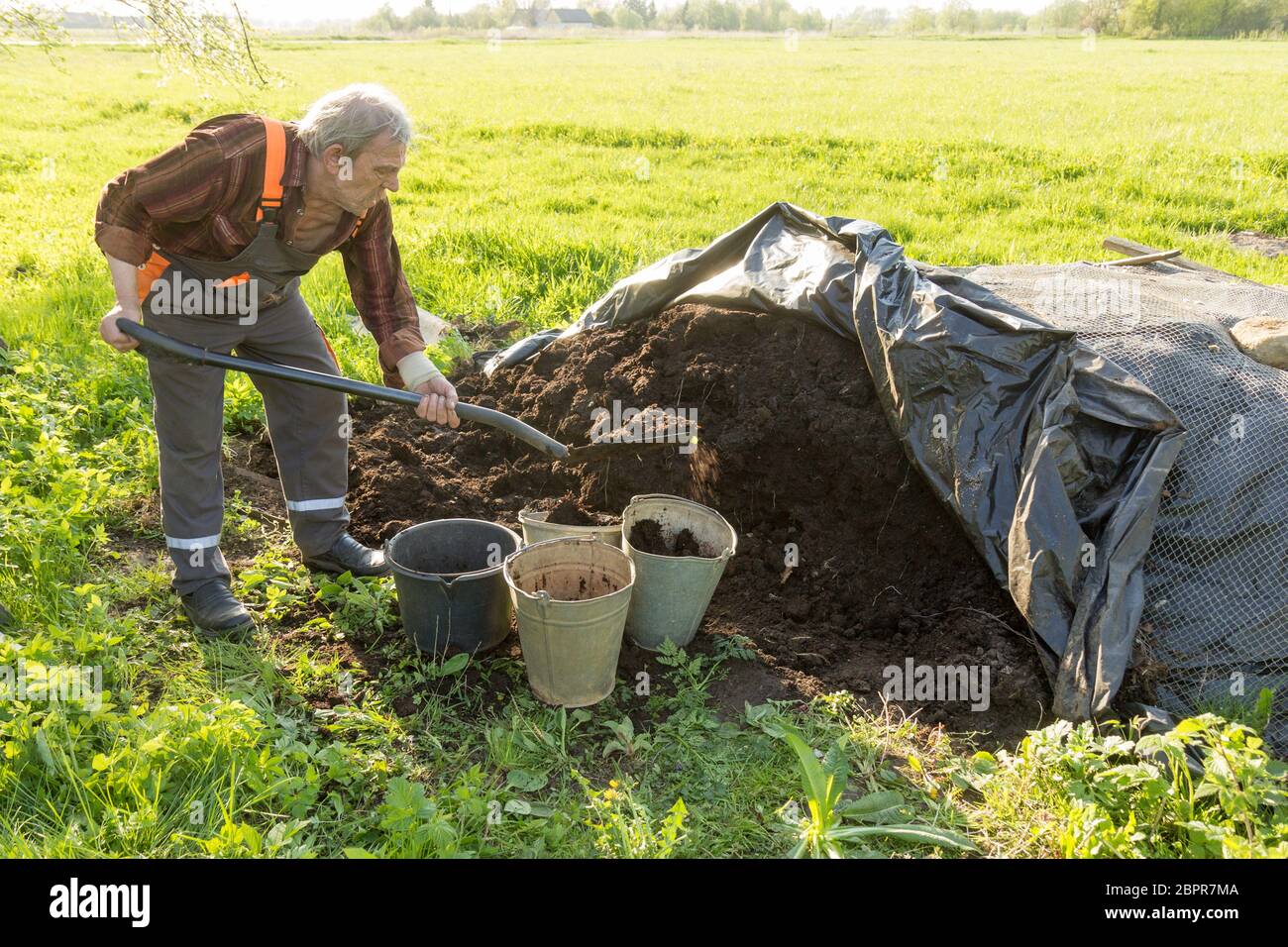 Alter Mann im Garten arbeiten. Die organischen Dünger in Eimern. Stockfoto