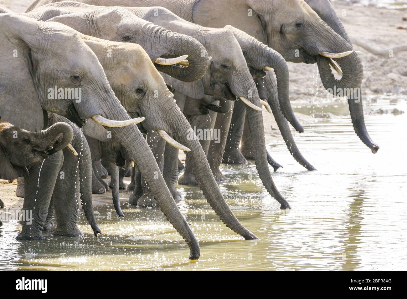 Eine große Gruppe von durstigen Elefanten Trinkwasser Kruger Park Südafrika Stockfoto
