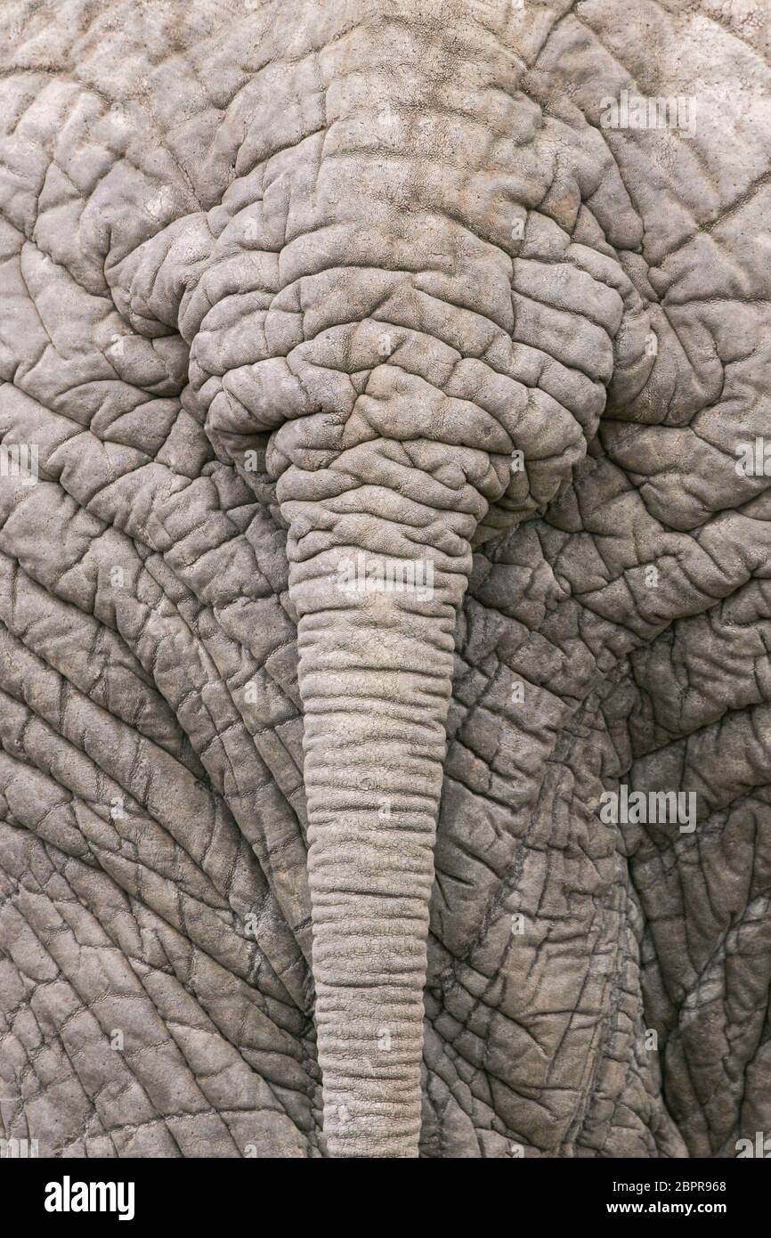 Nahaufnahme von Elefantenhaut um den Schwanz Kruger Park Südafrika Stockfoto