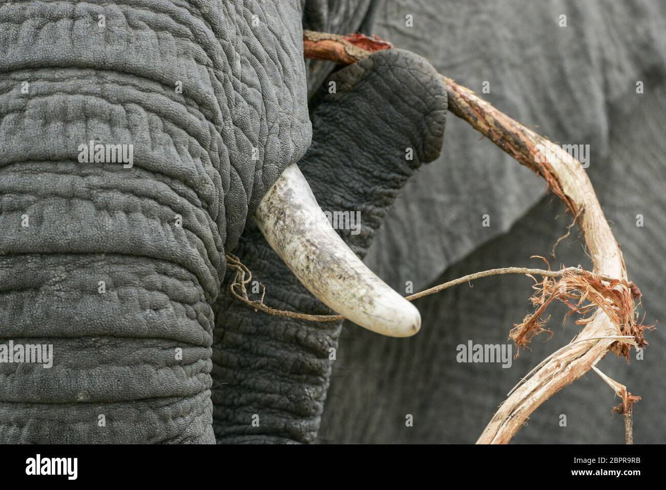 Erwachsener Elefant Entfernen der Rinde aus einem Zweig namens Elefanten Zahnstocher Kruger Park Südafrika Stockfoto