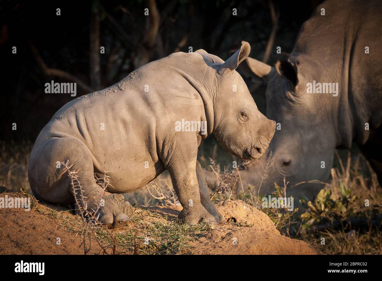 Kleines Baby White Rhino sitzt auf einem Termitenhügel ruht im Kruger Park Südafrika Stockfoto