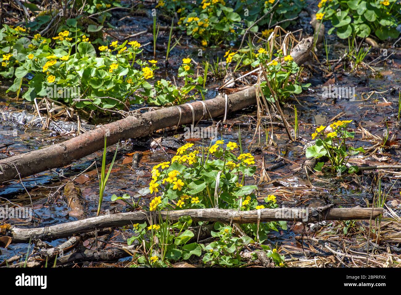 Frühling gelb Sumpf Ringelblume Pflanzen in Wäldern Stockfoto