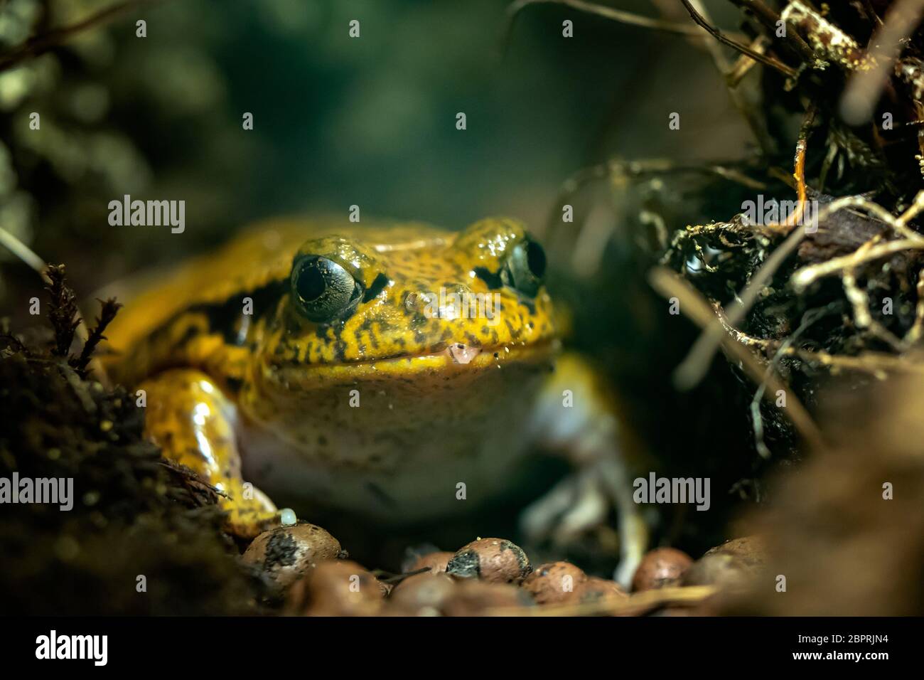 Portrait von großen tropischen Frosch, Dyscophus guineti. Stockfoto