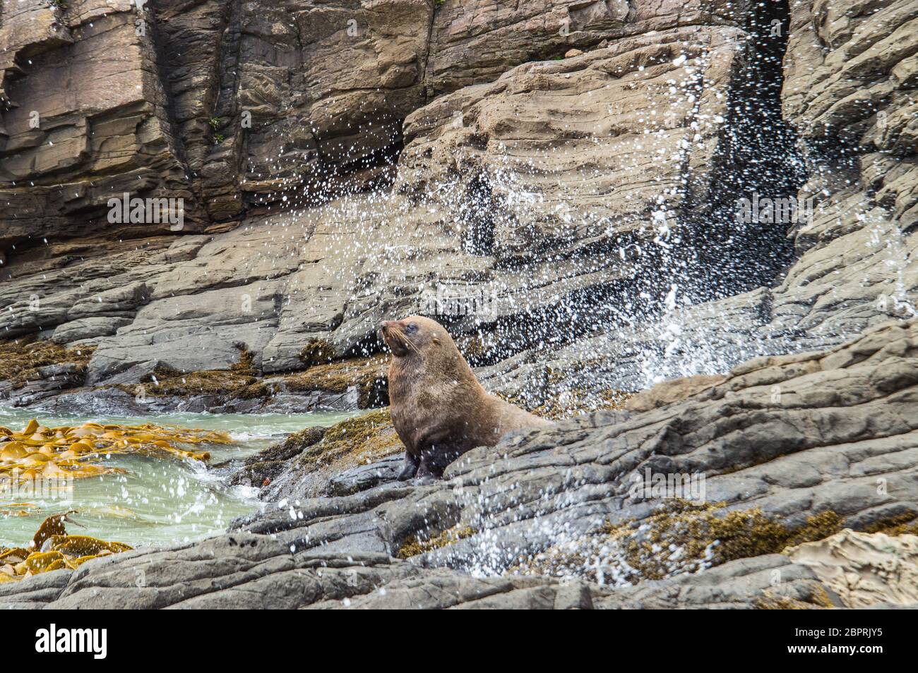 Pelzrobbe sonnen an der Rocky Coast Stockfoto