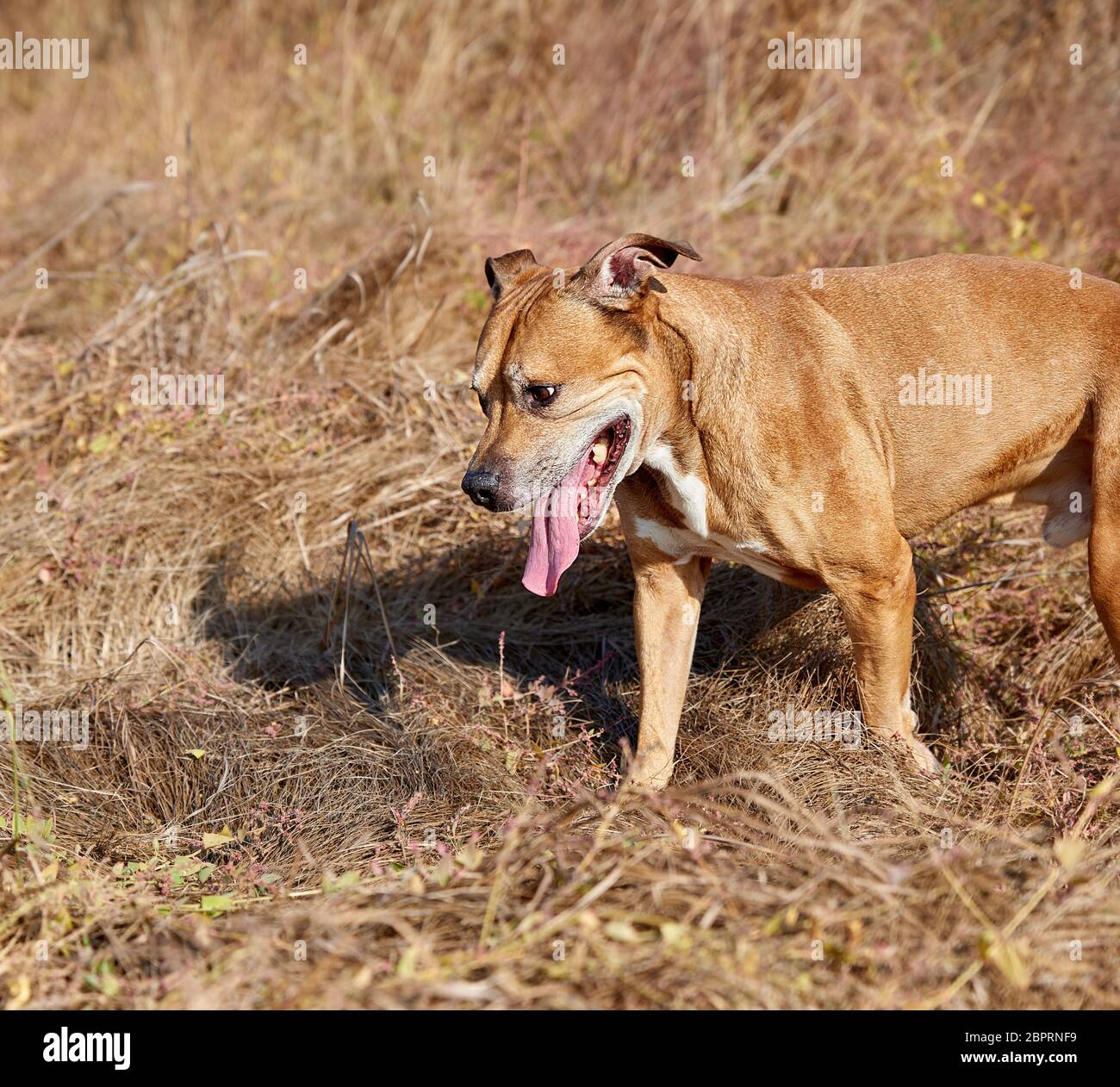 American Pit Bulls im Freien, Hund läuft auf trockenen gelben Gras Stockfoto