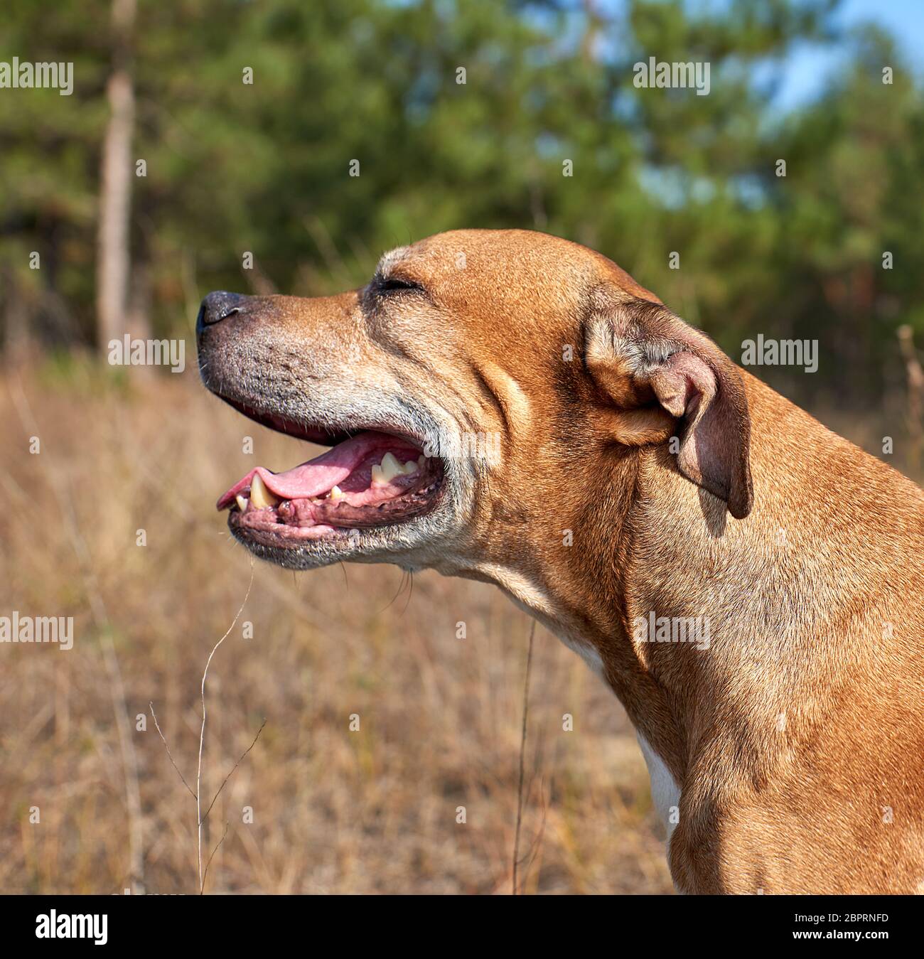 Red American Pit Bulls, Hund sah auf und sein Mund öffnete Stockfoto