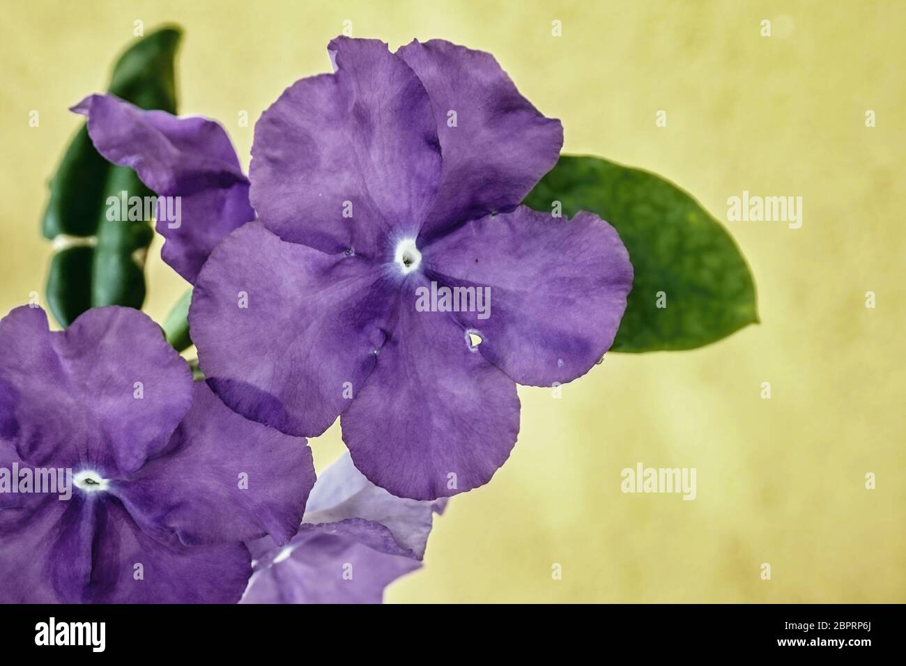 Blauviolett, sehr durchscheinend und zart, fünfblättrige Blüte in Nahaufnahme. Viele Schattierungen mit Struktur der Blüte erkennbar. Im Hintergrund Stockfoto