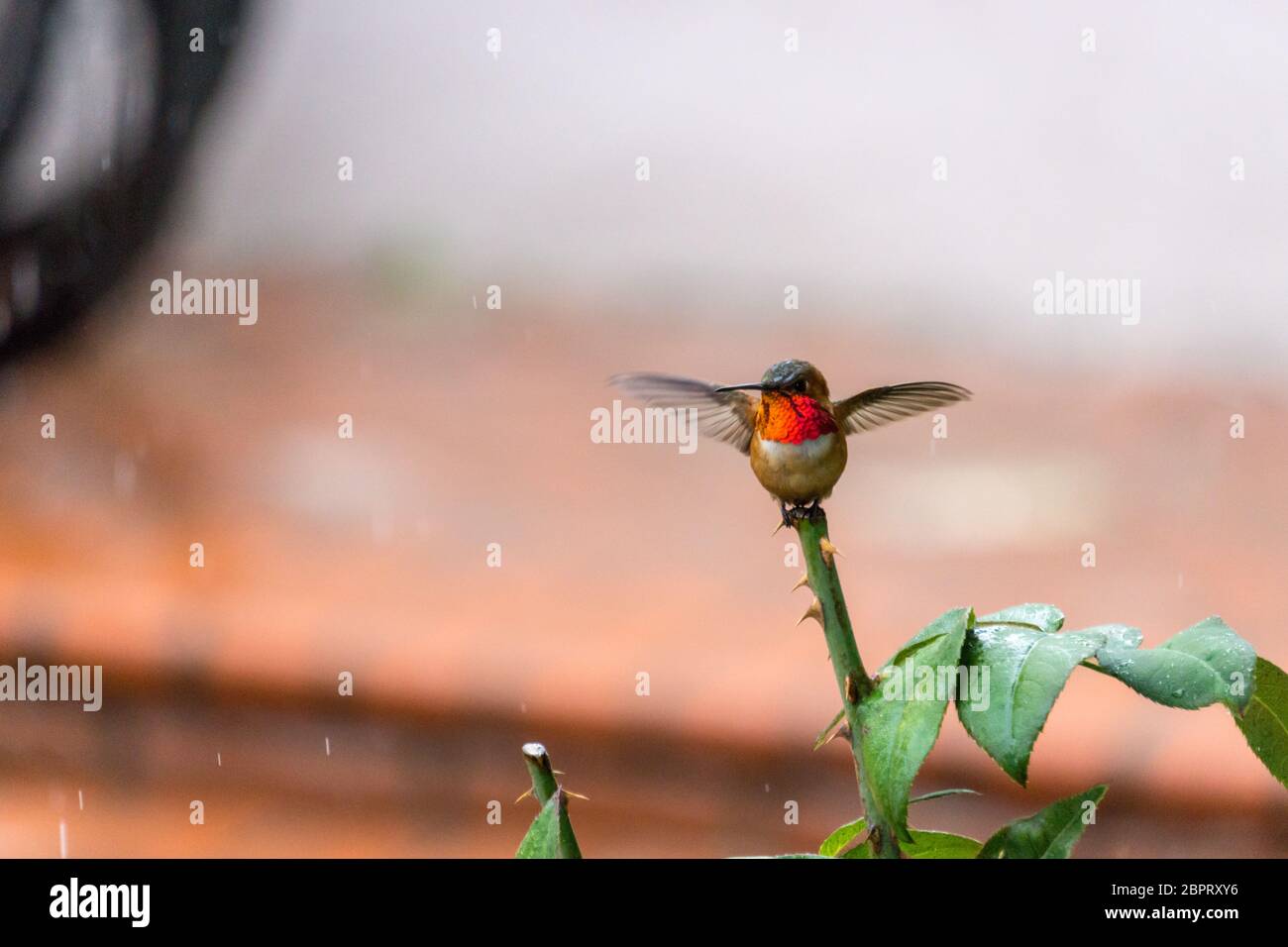 Kolibri, der im leichten Regen auf einem Rosenbusch sitzt Stockfoto