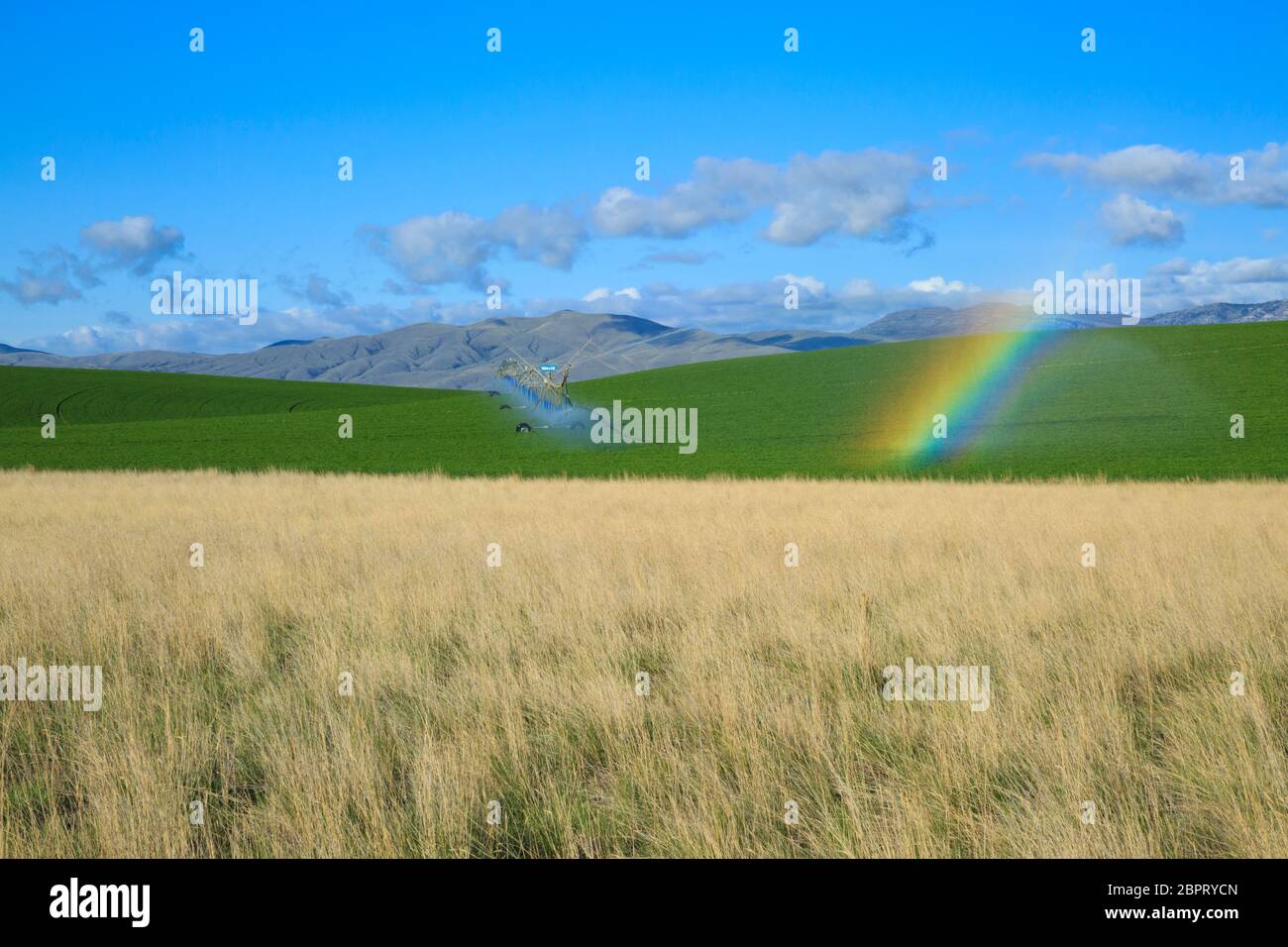 regenbogen im Bewässerungsspray eines Regners auf einem Feld in der Nähe von townsend, montana Stockfoto