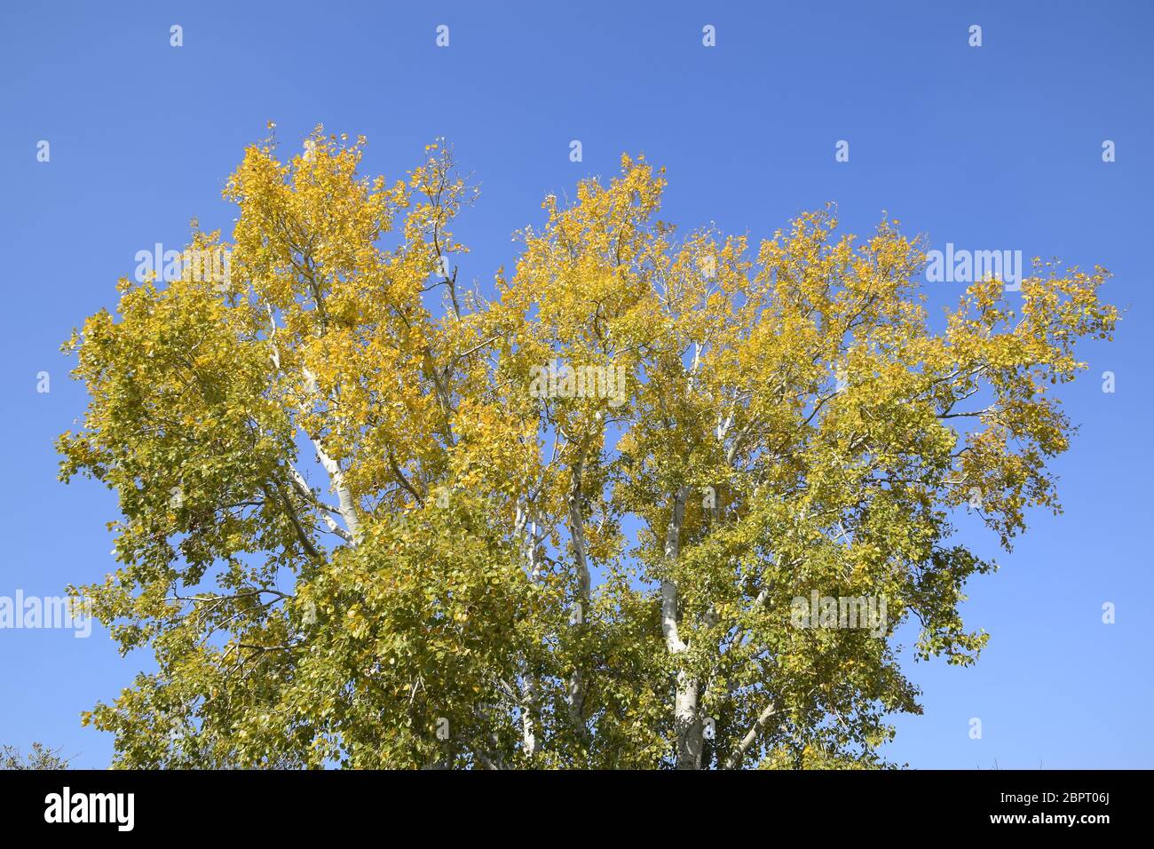 Silber Pappel im Herbst Farbe gegen den blauen Himmel. Yellow Poplar Blätter Stockfoto