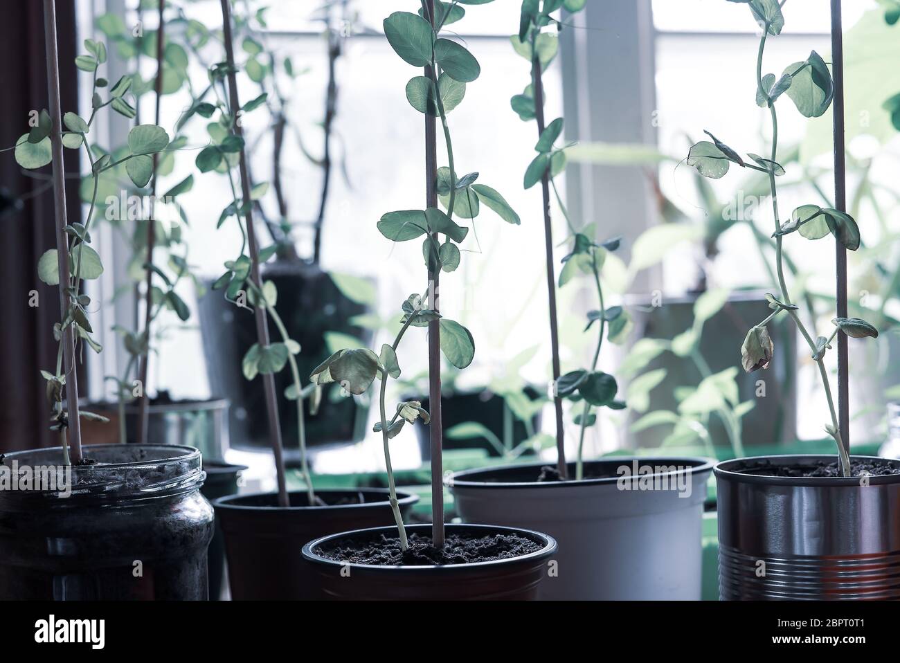 Nahaufnahme der homegrown, Organic Green Schnee Erbsen in einer hipster Küche Garten innerhalb gepflanzt, bis Klettern das Einpflanzen von Stick in sanften Fenster Licht. Stockfoto