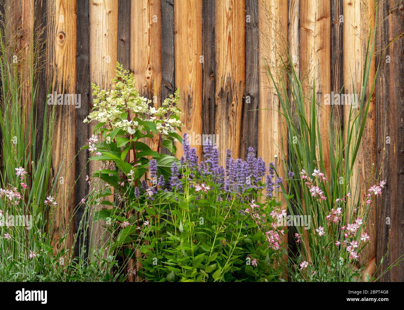 Einige Pflanzen und Blumen vor ein verwittertes Holz- board Wand Stockfoto