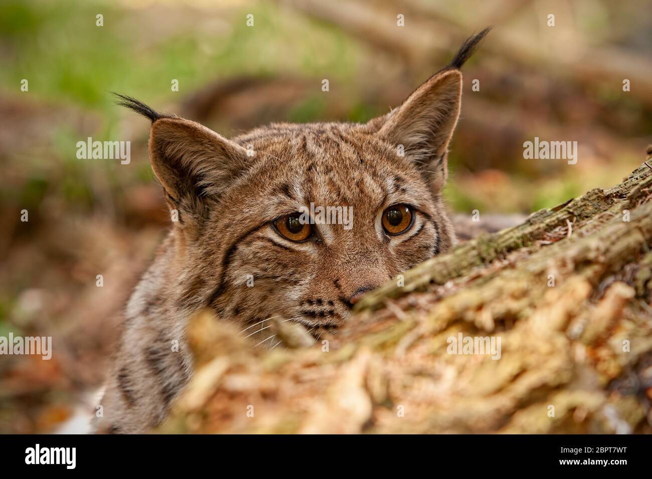 Eurasischen Luchs. Lynx lynx, versteckt hinter gefallenen Baum heraus spähen. Bedrohter wild lebender Predator mit verstohlenen Blick. Tier auf einer Jagd. Stockfoto