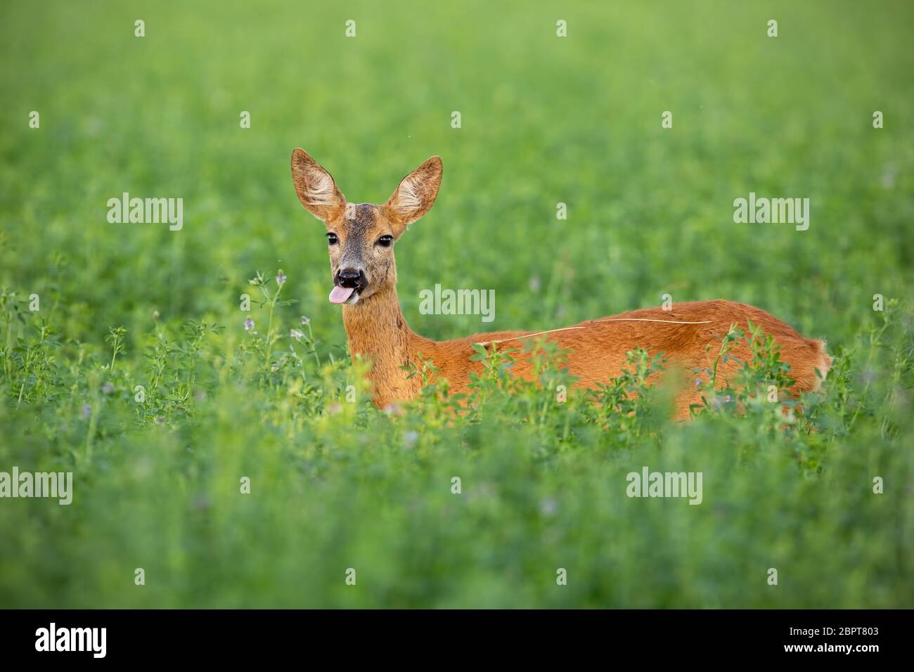 Rehe, Hyla arborea, Reh, stehend auf Klee Feld im Sommer. Wild Hind in hohem Gras versteckt. Stockfoto