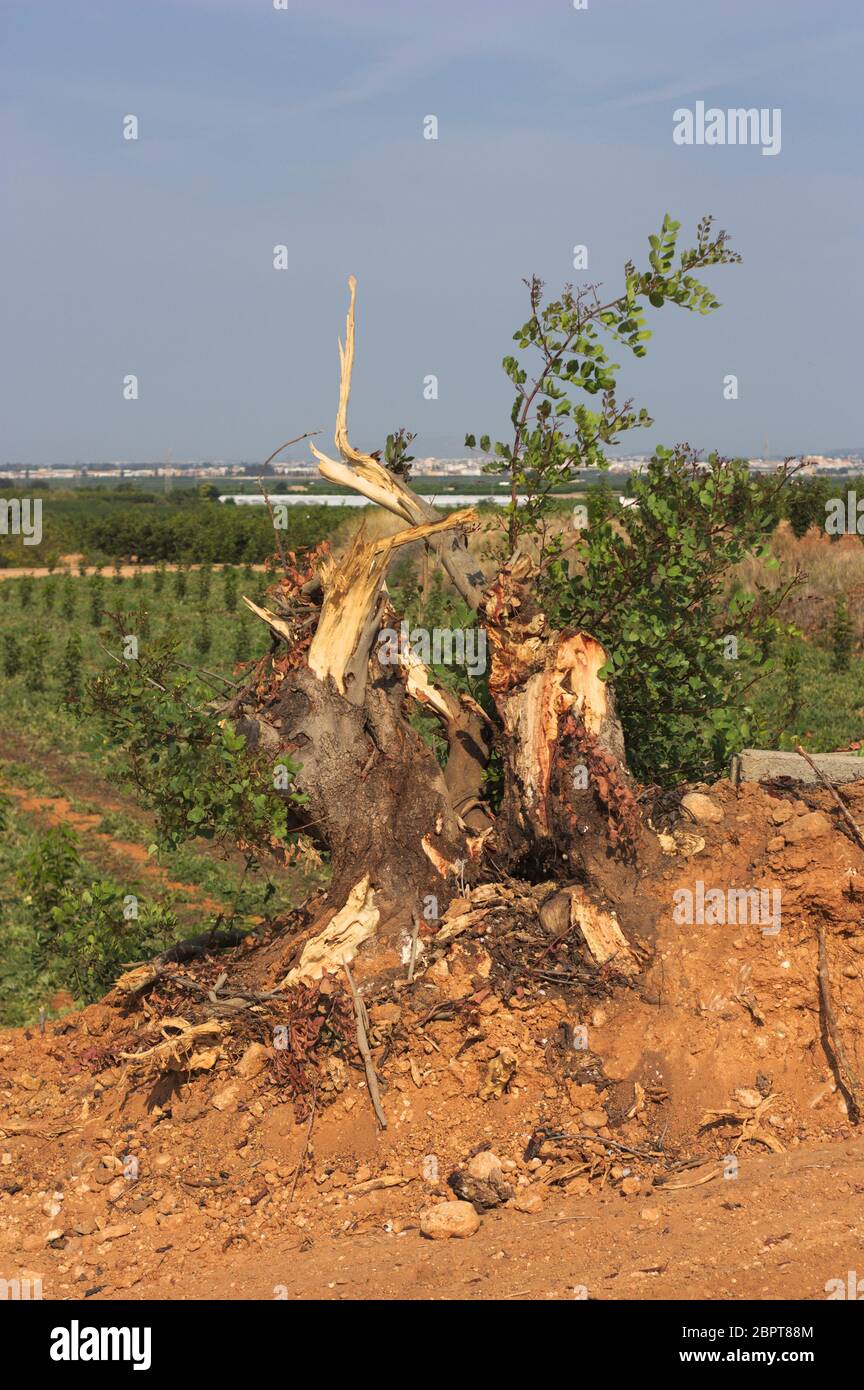 Alte Johannisbrotbaum, der in zwei Hälften geschnitten wurde, nur einen Zweig mit Blättern zurücklassend Stockfoto