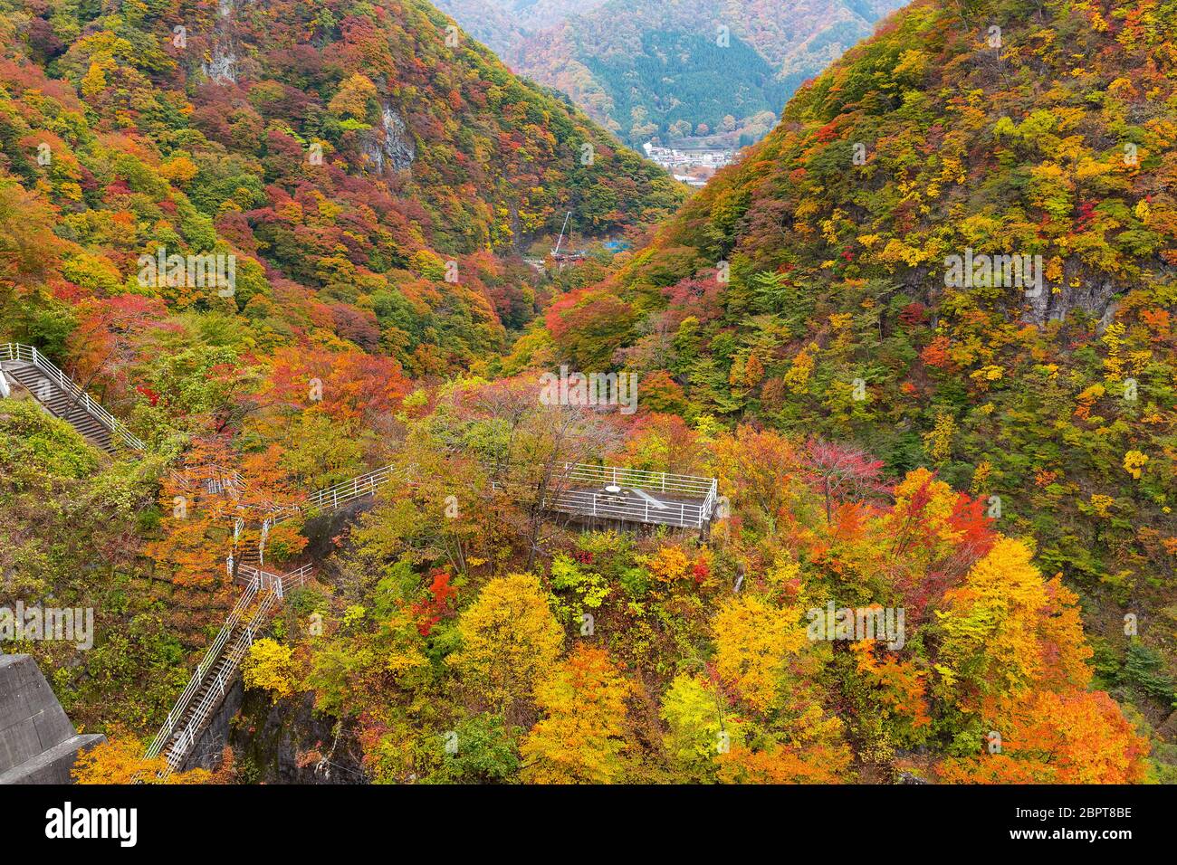 Wald im Herbst Stockfoto