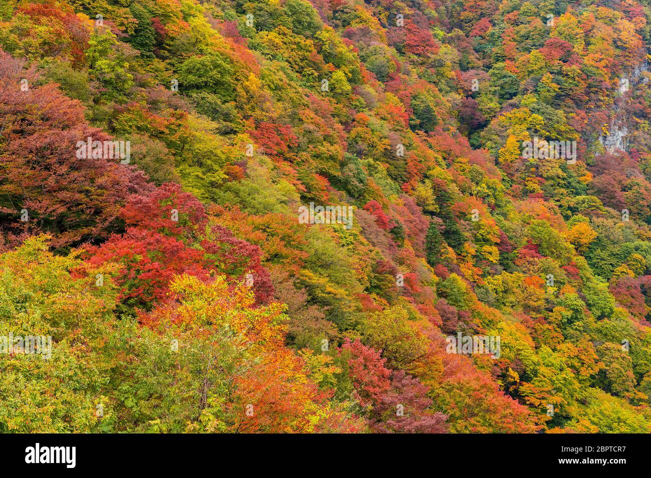 Wald im Herbst Stockfoto