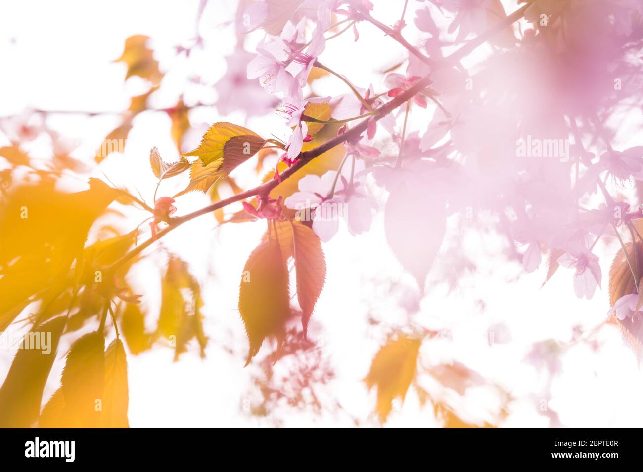 Künstlerischer Hintergrund mit Kirschblüte und verschwommenem Hintergrund, selektiver Fokus. Stockfoto