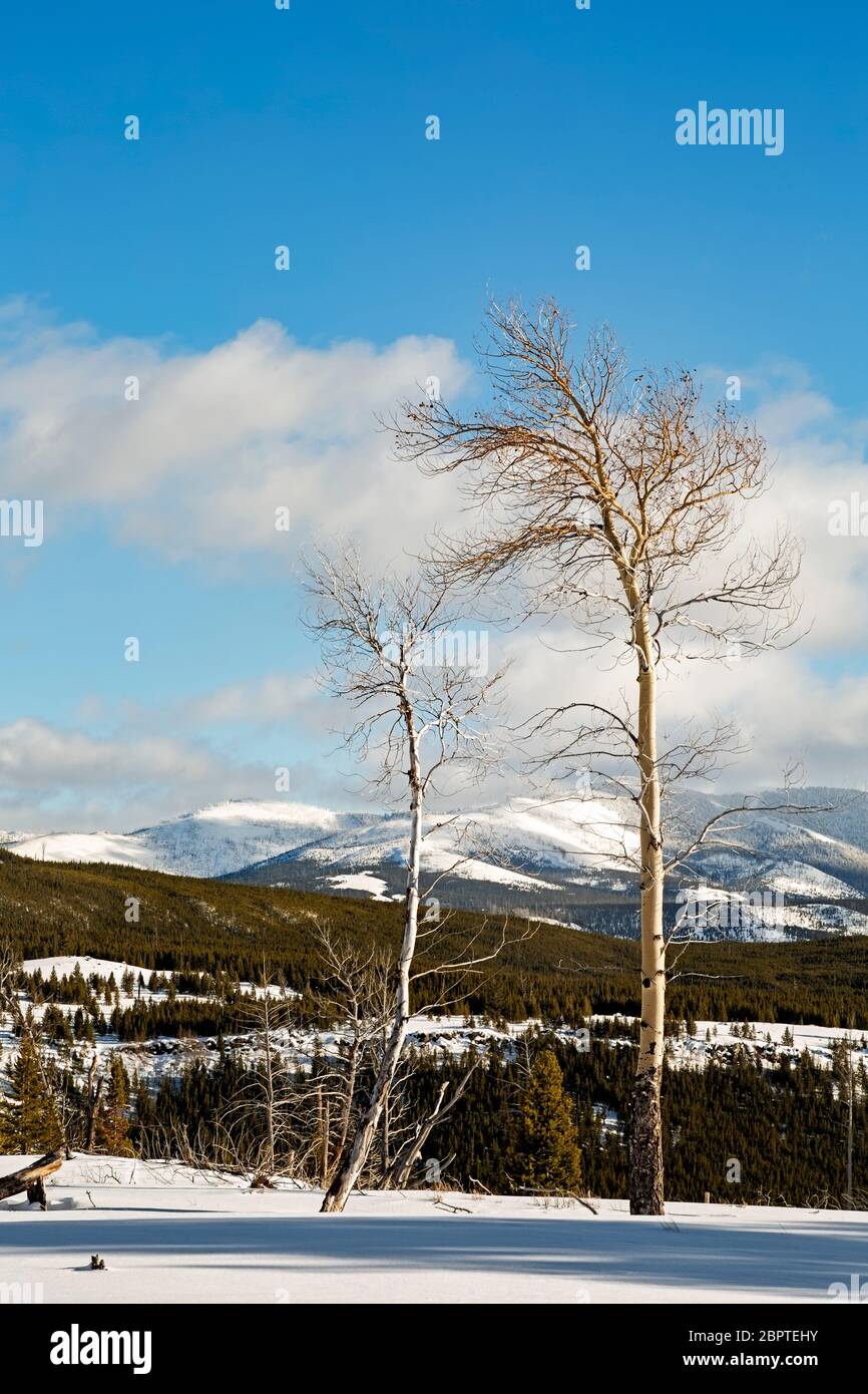 WY04493-00...WYOMING - Aspen Bäume entlang der alten Etappenroute rund um Bunsen Peak, eine Skiroute im Winter, im Yellowstone Nationalpark. Stockfoto