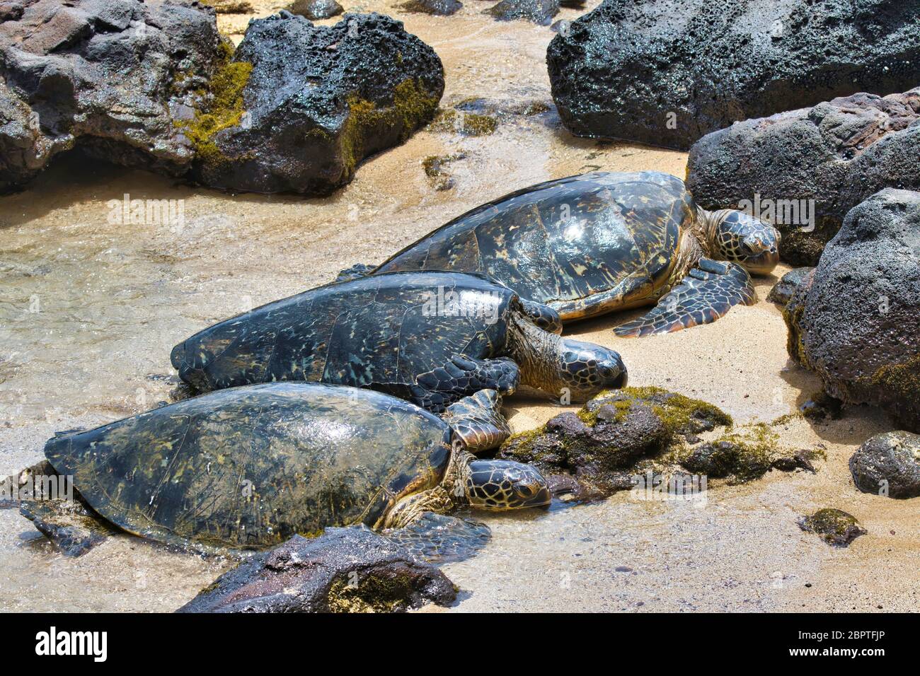 Drei grüne Meeresschildkröten ruhen zusammen an einem Strand auf Maui. Stockfoto