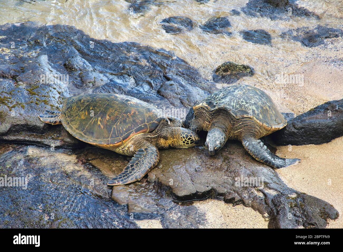 Zwei grüne Meeresschildkröten faulenzen am Strand zusammen. Stockfoto