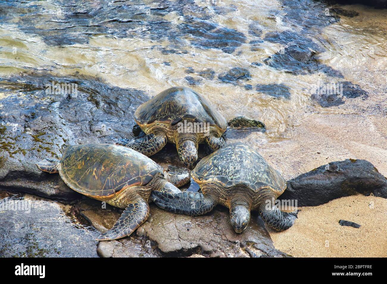 Drei grüne Meeresschildkröten, die sich am Strand zusammenfinden. Stockfoto