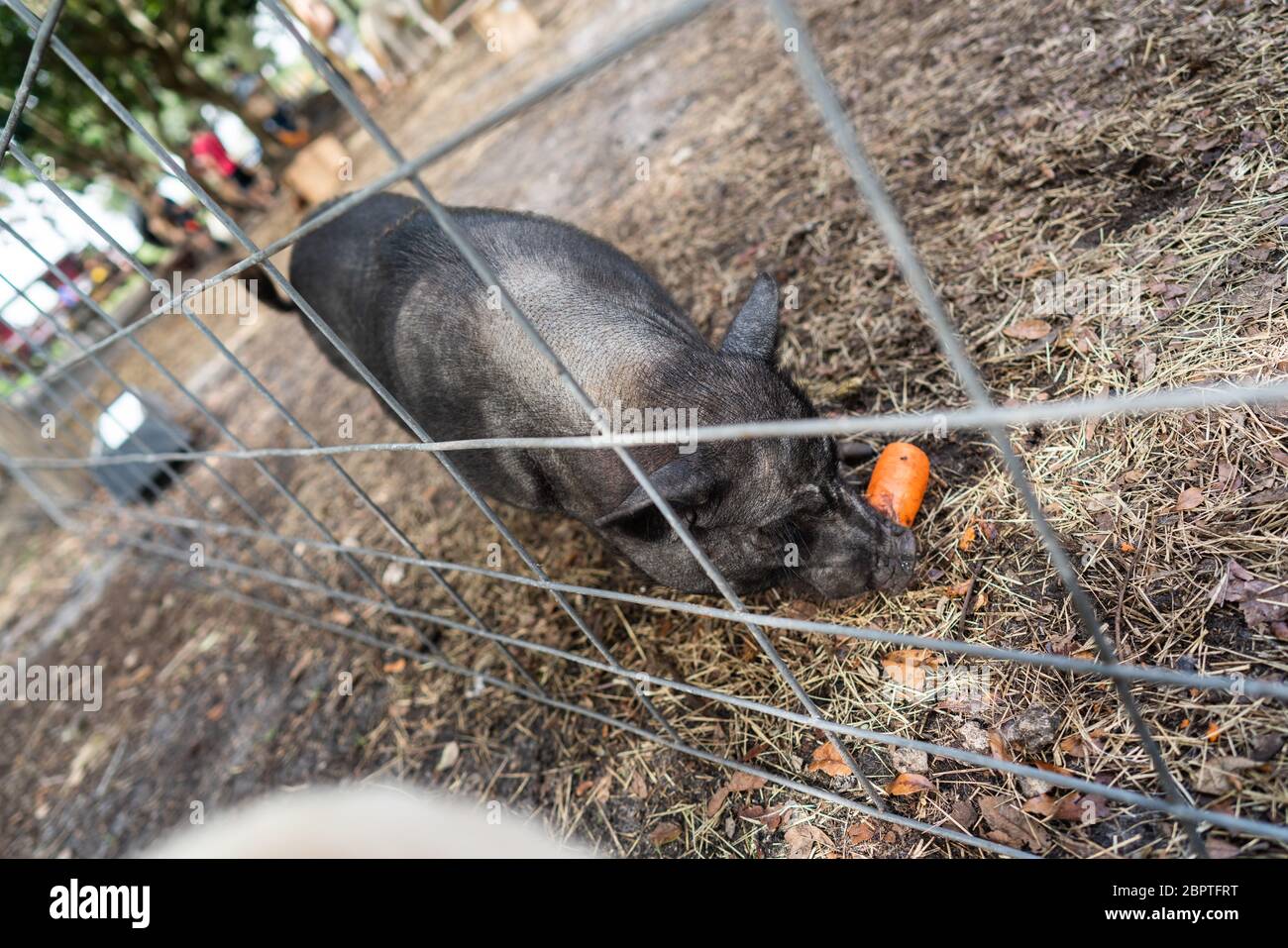 Wild Piggy essen Karotten auf dem Bauernhof Stockfoto
