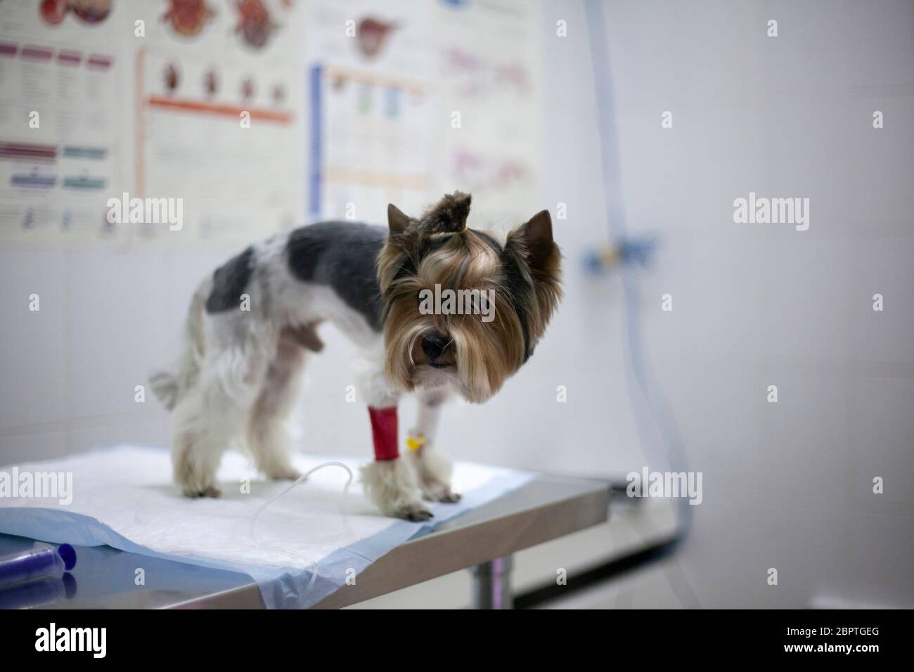 Hund beim Tierarzt. Ein Tropfer für ein Tier. Behandlung von Haustieren. Niedlicher Hund einer kleinen Rasse wurde krank. Erholungshunde. Medizinische Versorgung für Tiere. Blutentnahme Stockfoto