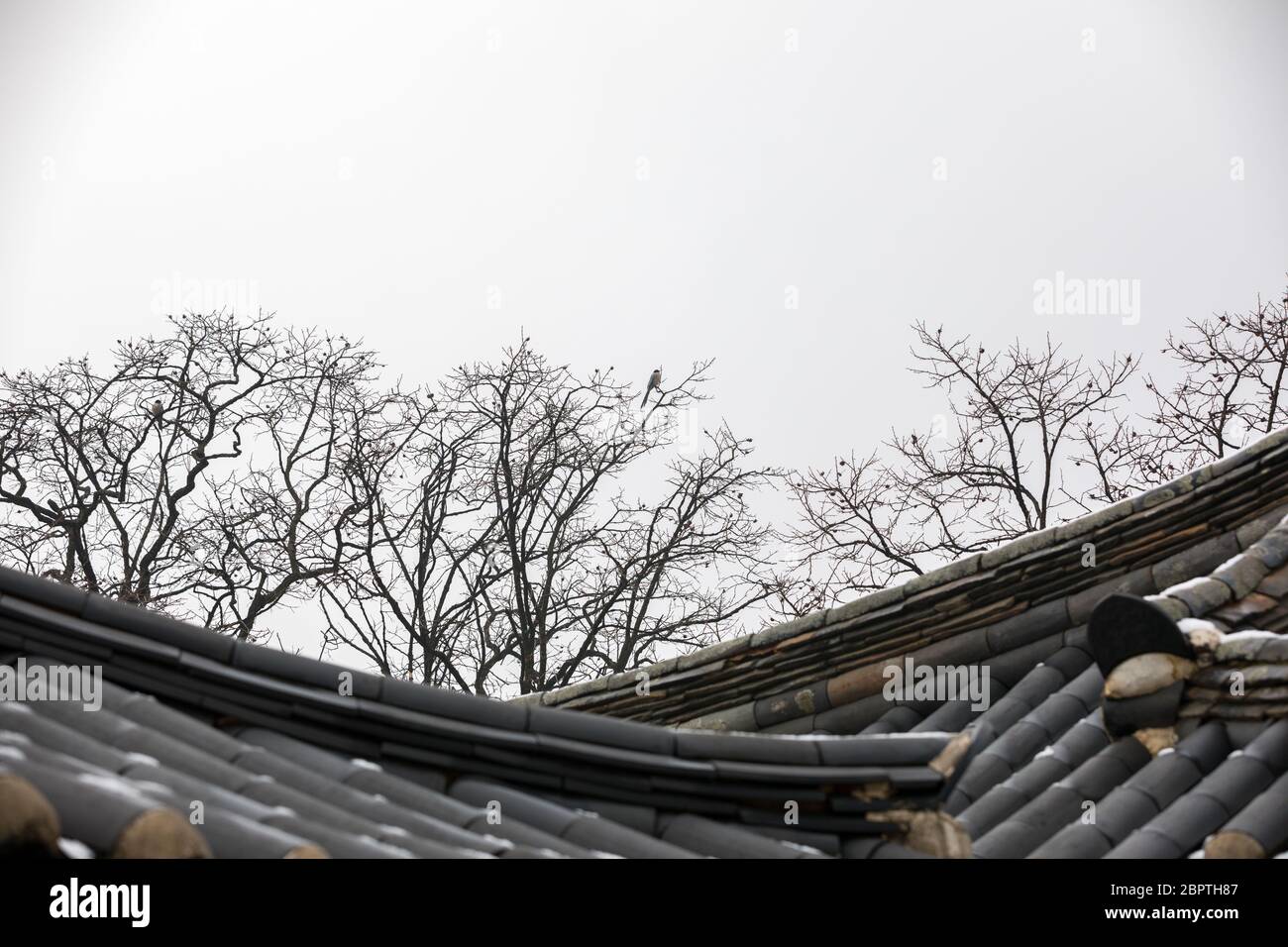 Koreanische traditionelle Hausdächer und Winterbäume. Stockfoto