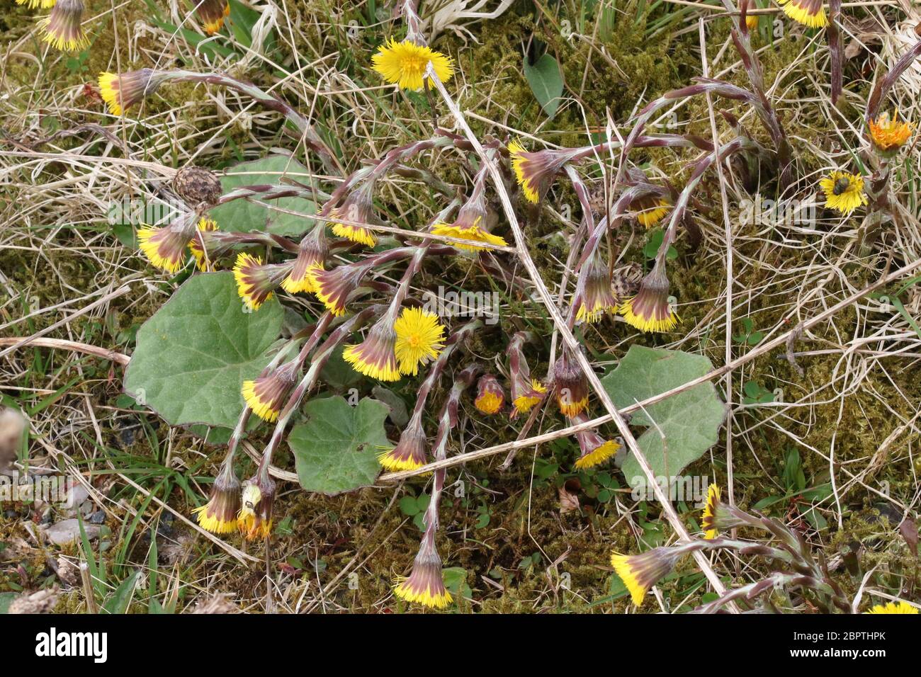 Coltsfoot (Tussilago farfarfara), eine Pflanze von Wegrändern, Wegrändern und Wegen. Es ist auch mit gestörten Boden, Brachland und Brownfield-Standorte assoziiert Stockfoto